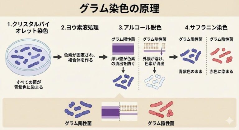グラム染色の原理をわかりやすく解説