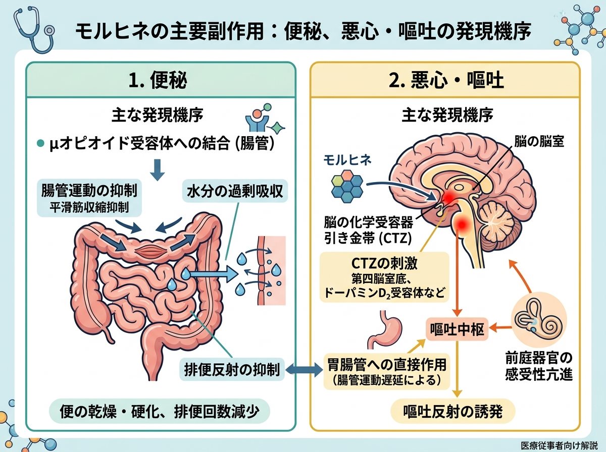 モルヒネの主要副作用：便秘、悪心・嘔吐の発現機序