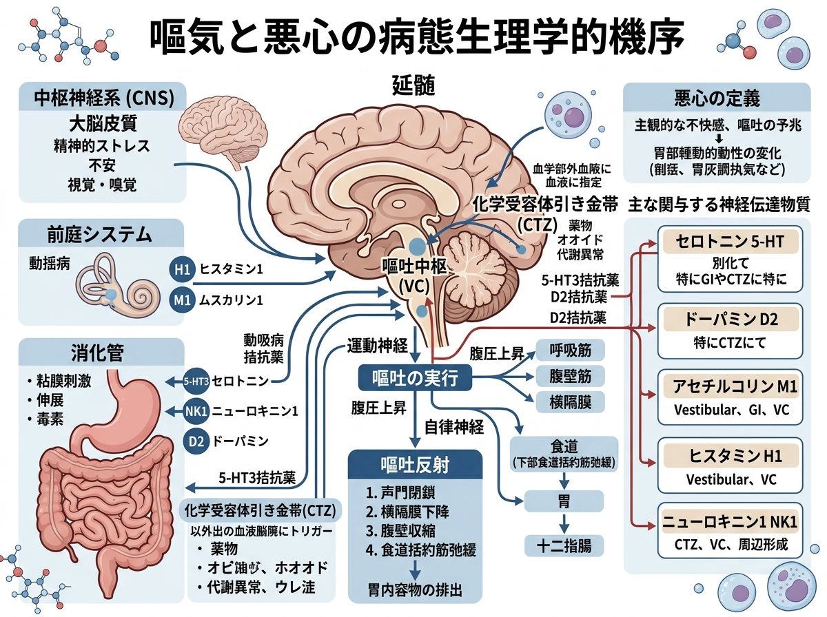 嘔気と悪心の病態生理学的機序