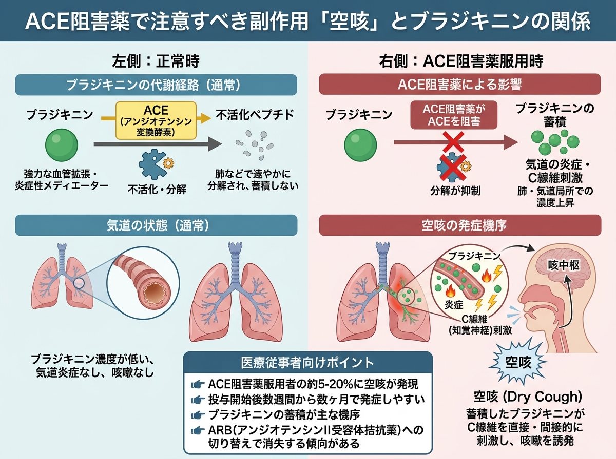 ACE阻害薬で注意すべき副作用「空咳」とブラジキニンの関係
