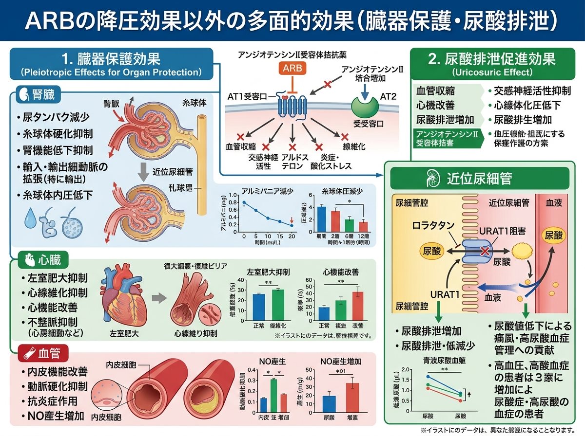 ARBの降圧効果以外の多面的効果（臓器保護・尿酸排泄）