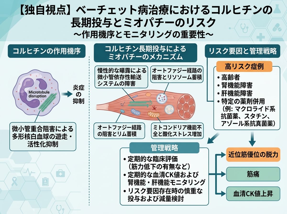 【独自視点】ベーチェット病治療におけるコルヒチンの長期投与とミオパチーのリスク