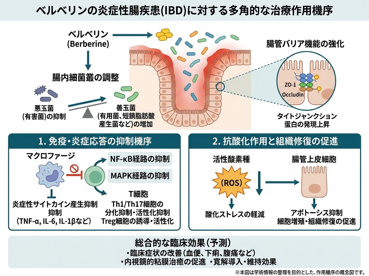 ベルベリンの炎症性腸疾患に対する治療効果