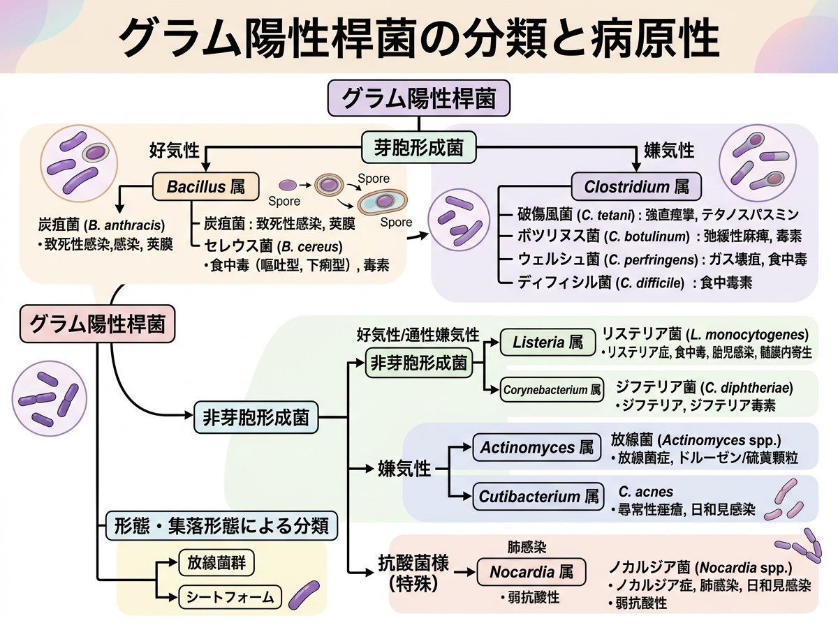 グラム陽性桿菌の分類と病原性