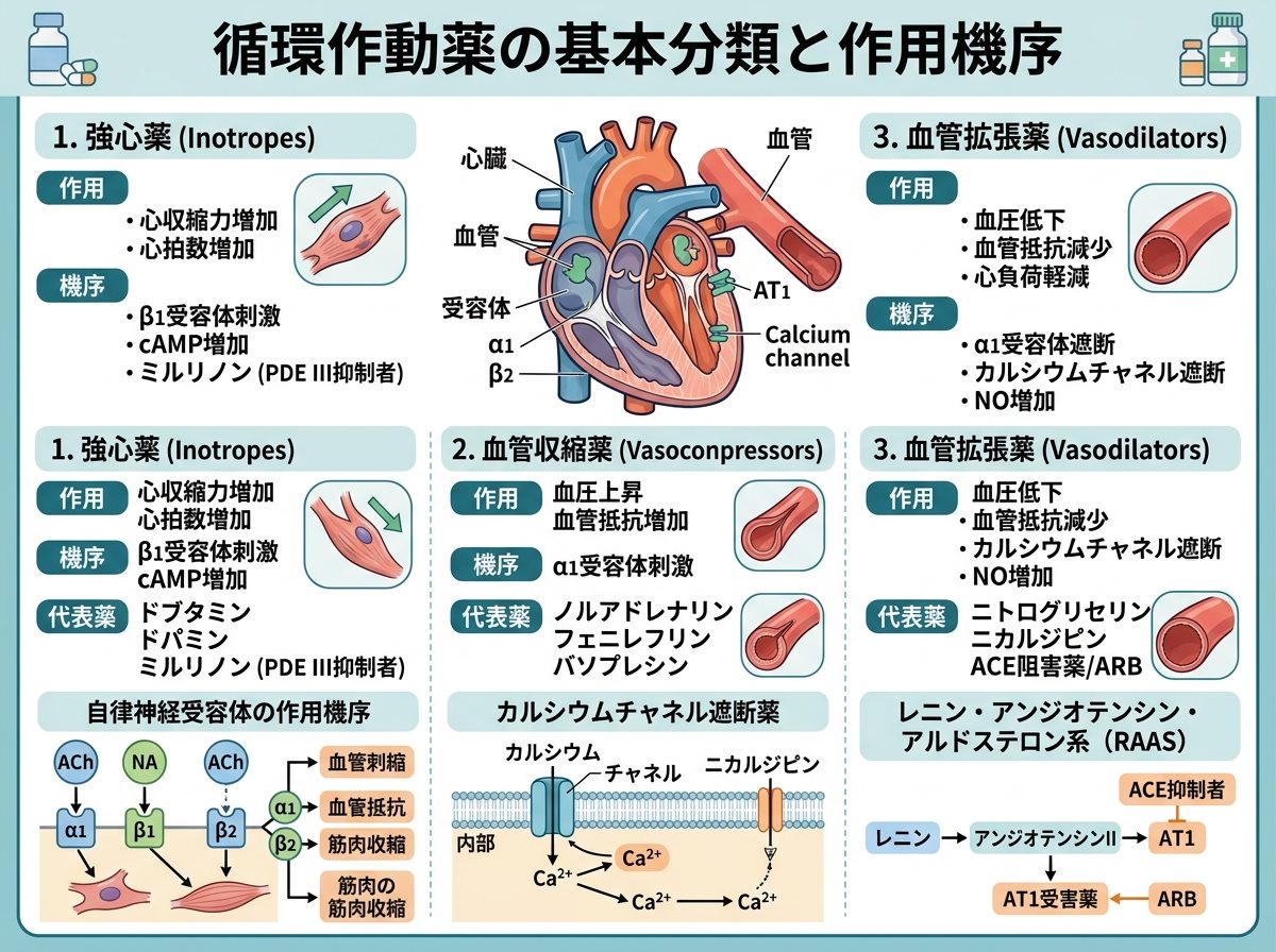 循環作動薬の基本分類と作用機序