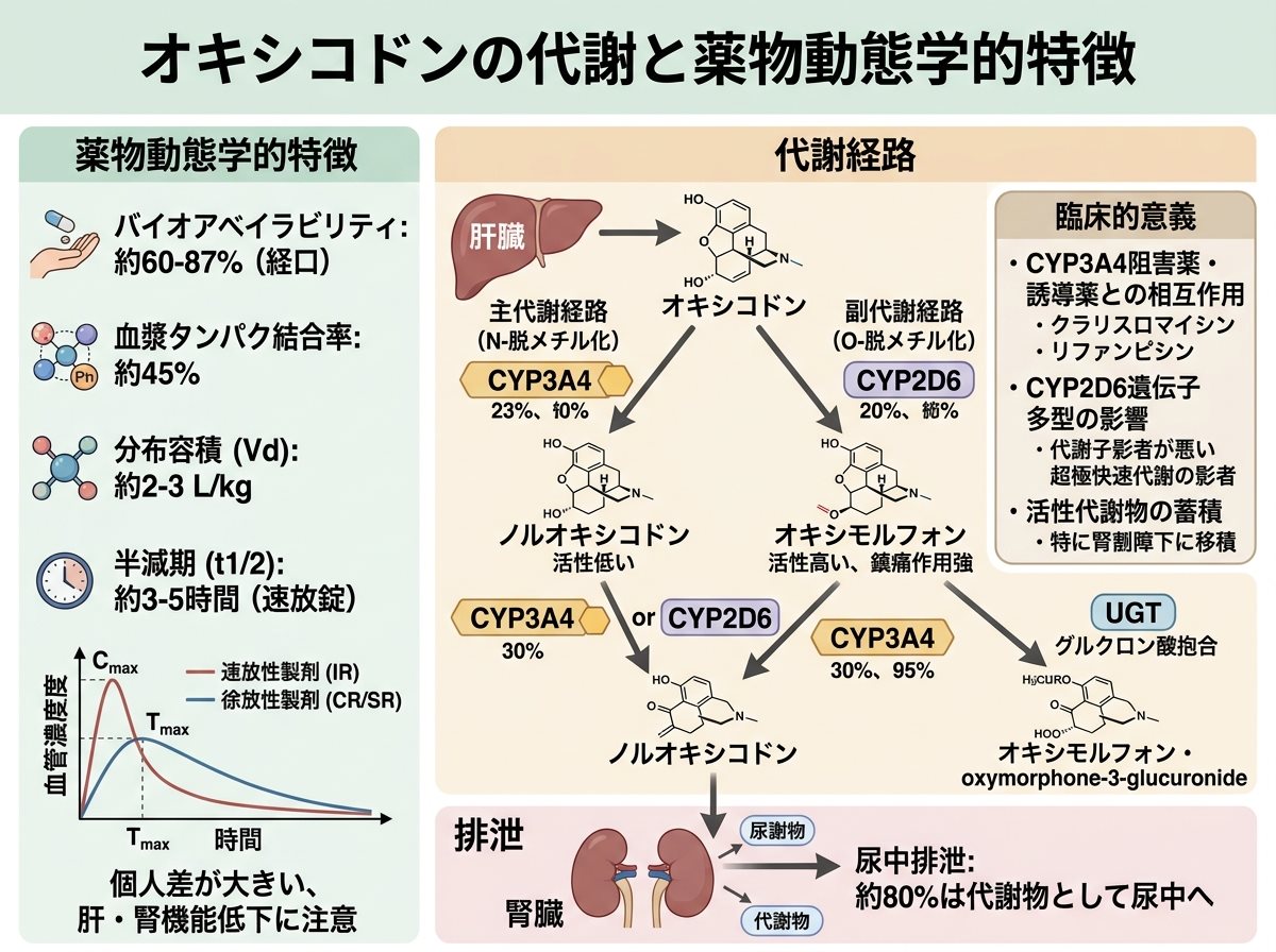 オキシコドンの代謝と薬物動態学的特徴
