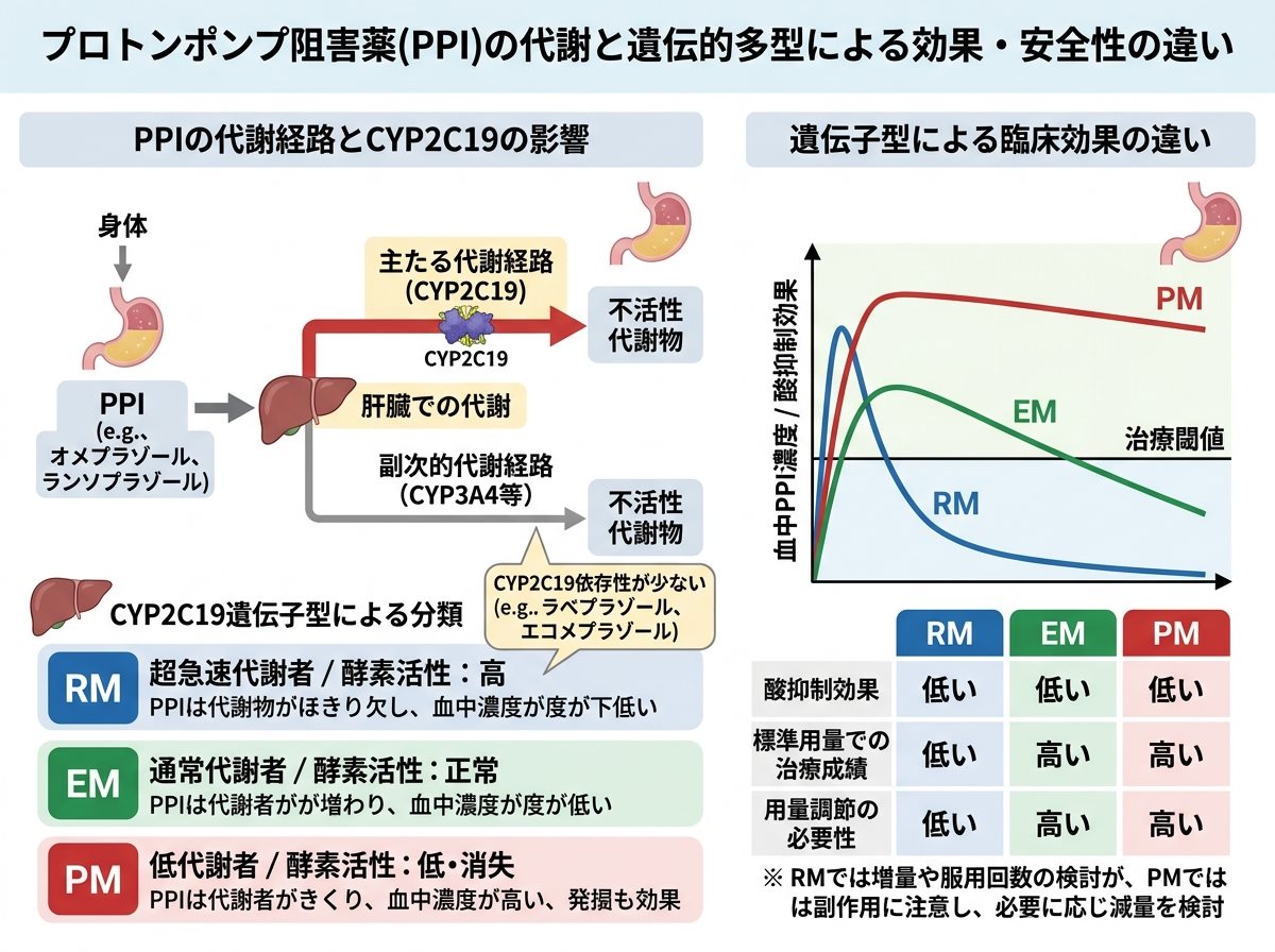 プロトンポンプ阻害薬の代謝と個人差による効果の違い