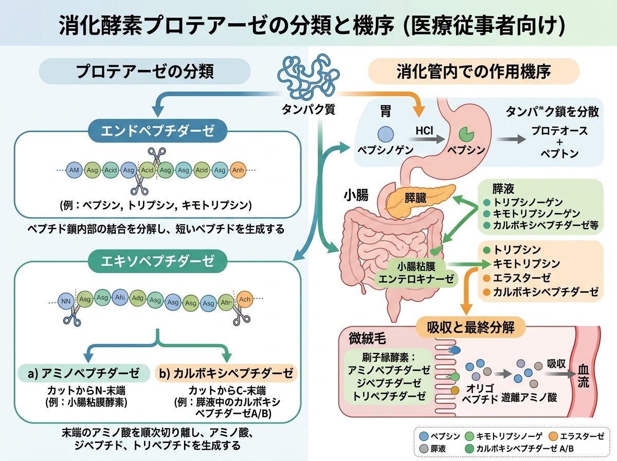 消化酵素プロテアーゼの分類と機序