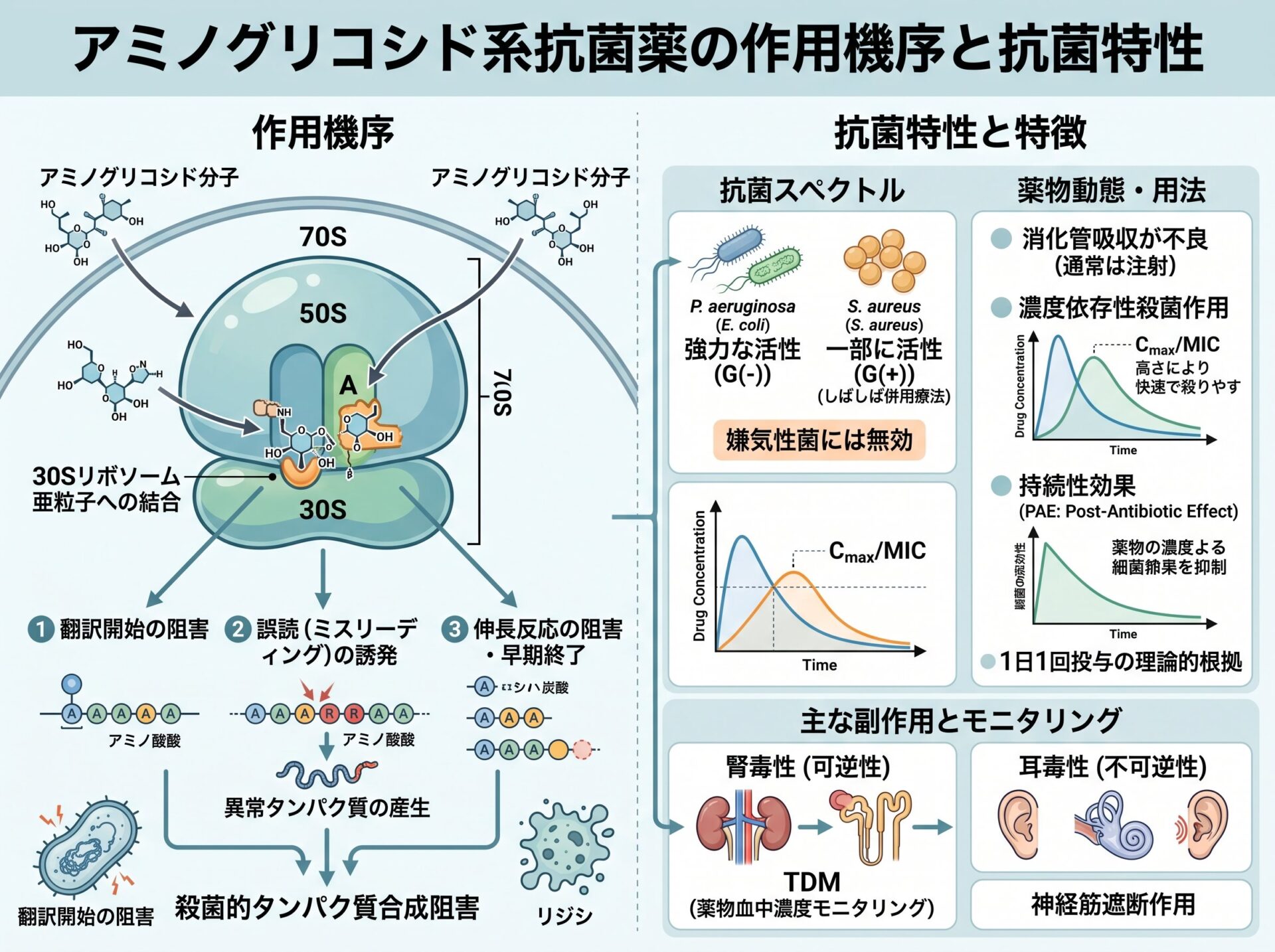 アミノグリコシド系抗菌薬の作用機序と抗菌特性