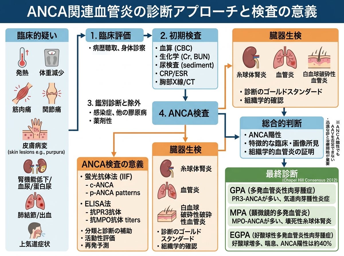 ANCA関連血管炎の診断アプローチと検査の意義
