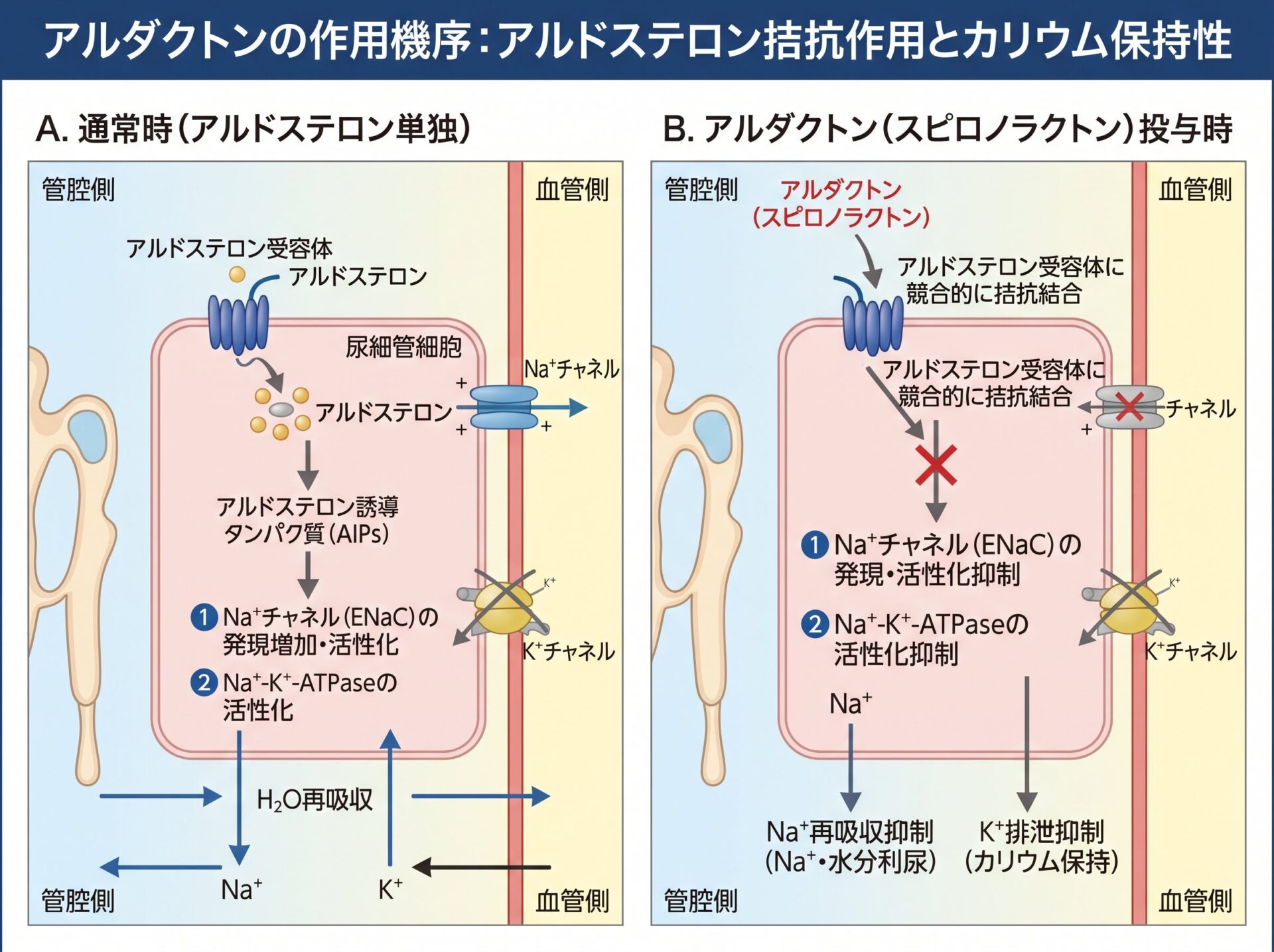 アルダクトンの作用機序：アルドステロン拮抗作用とカリウム保持性