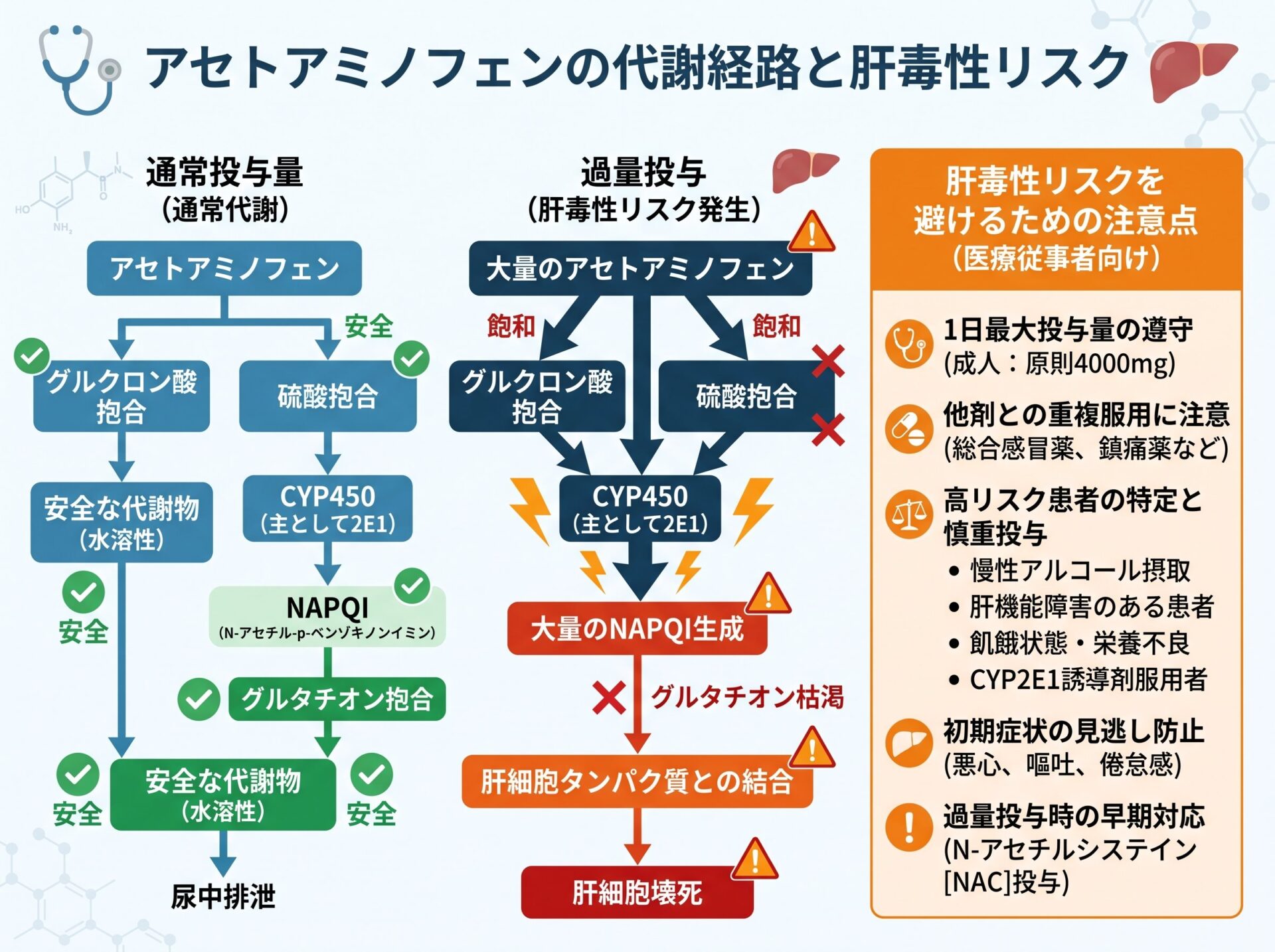 アセトアミノフェンの代謝経路と肝毒性リスクを避けるための注意点