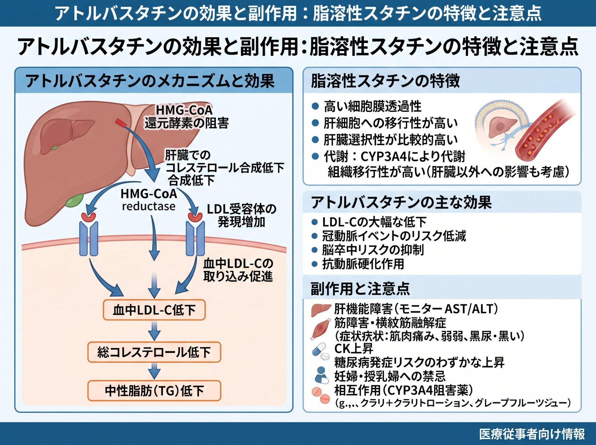 アトルバスタチンの効果と副作用:脂溶性スタチンの特徴と注意点