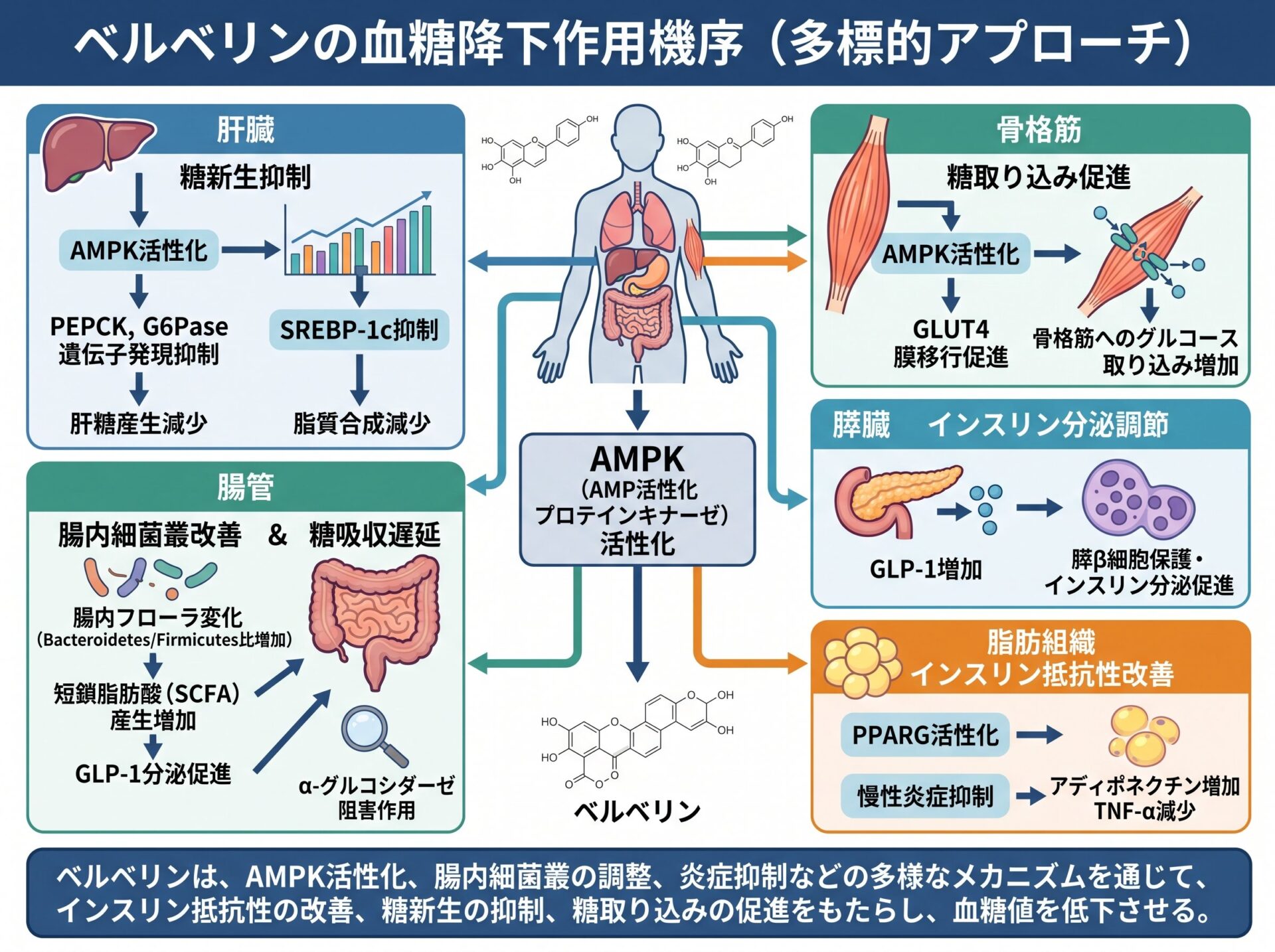 ベルベリンの血糖降下作用機序