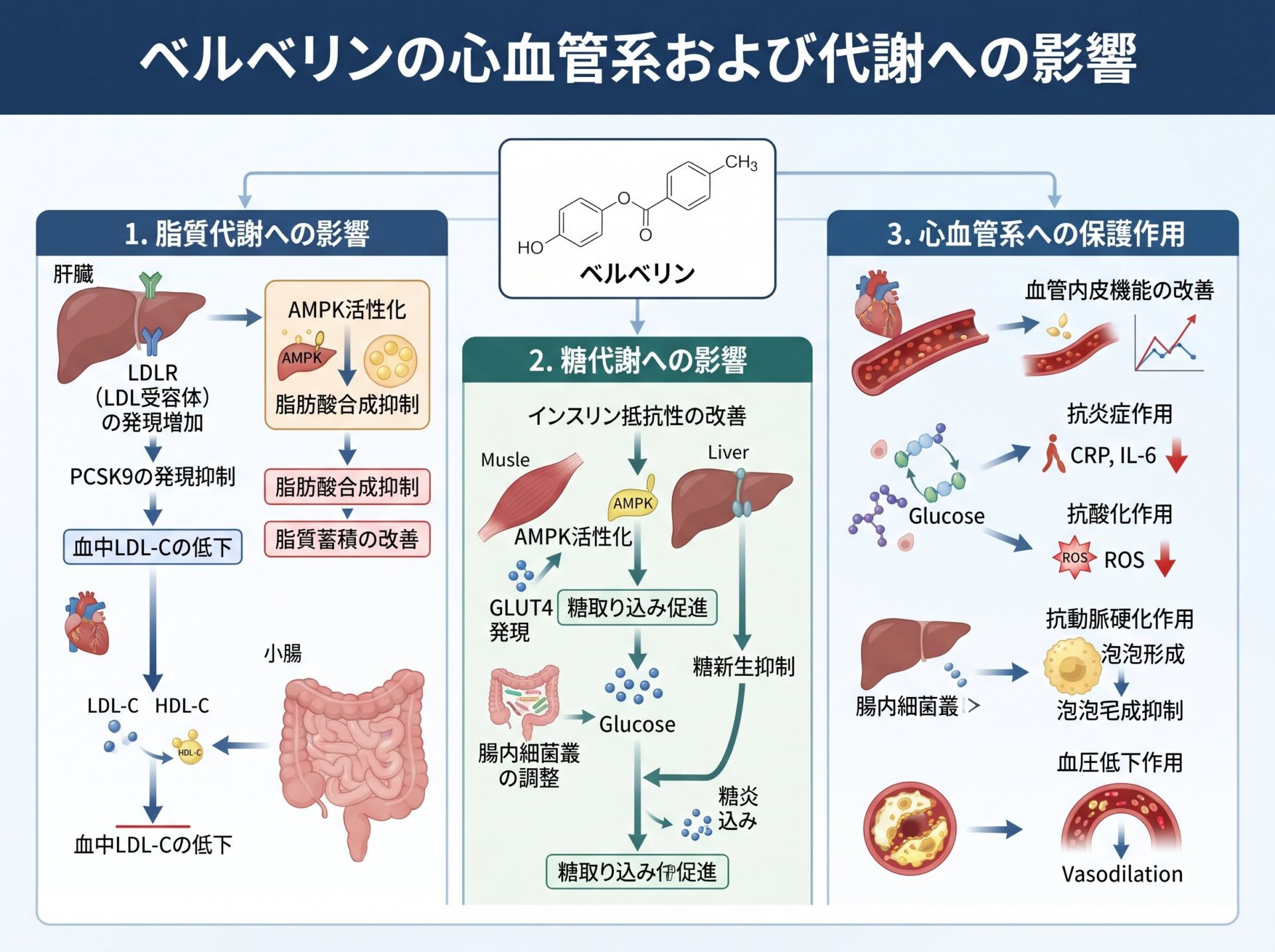ベルベリンの心血管系および代謝への影響