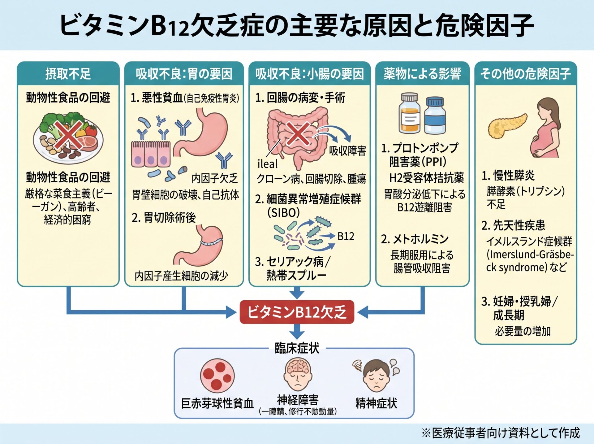 ビタミンB12欠乏症の主要な原因と危険因子