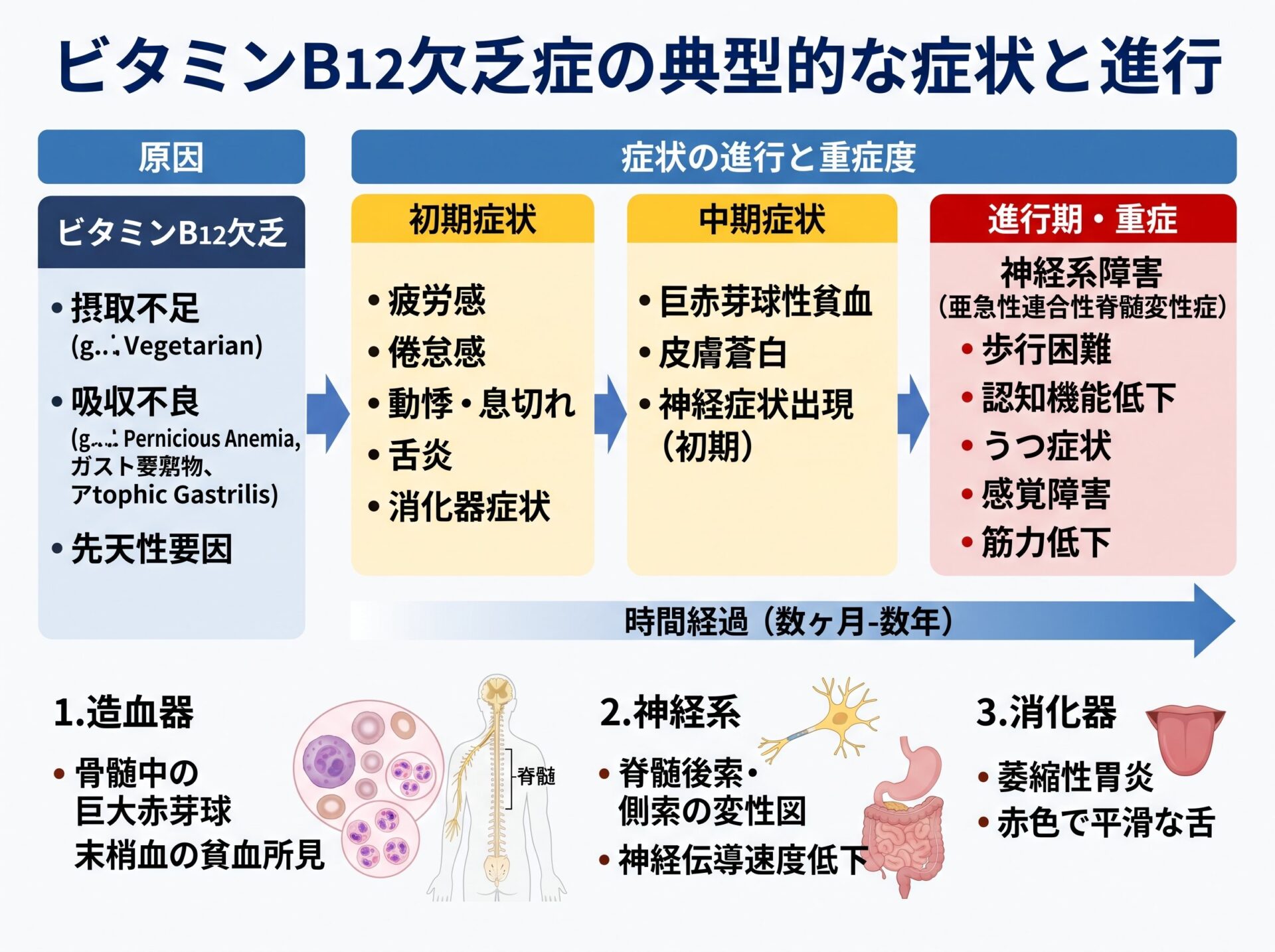 ビタミンB12欠乏症の典型的な症状と進行