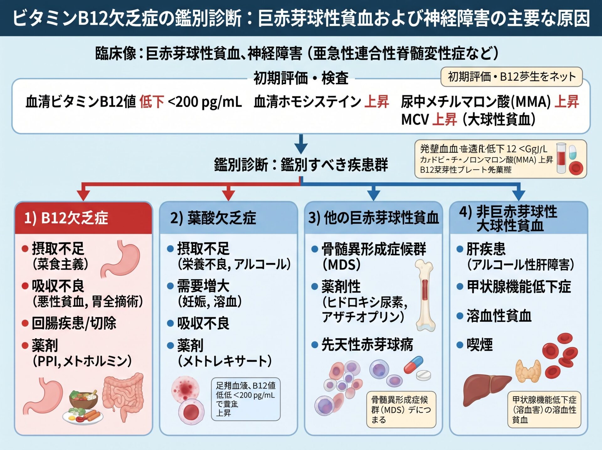 ビタミンB12欠乏症と他の疾患との鑑別診断