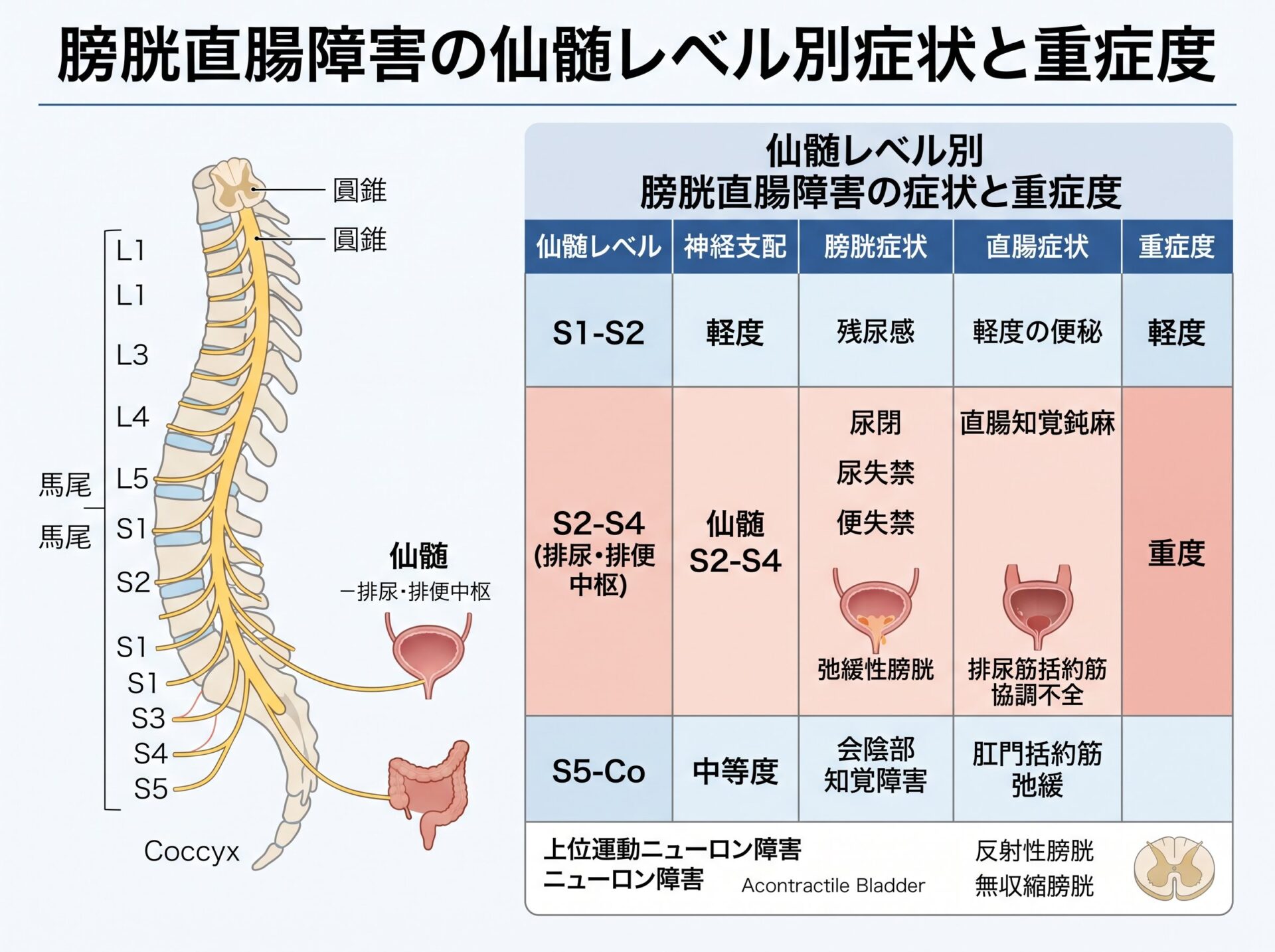 膀胱直腸障害の仙髄レベル別症状と重症度