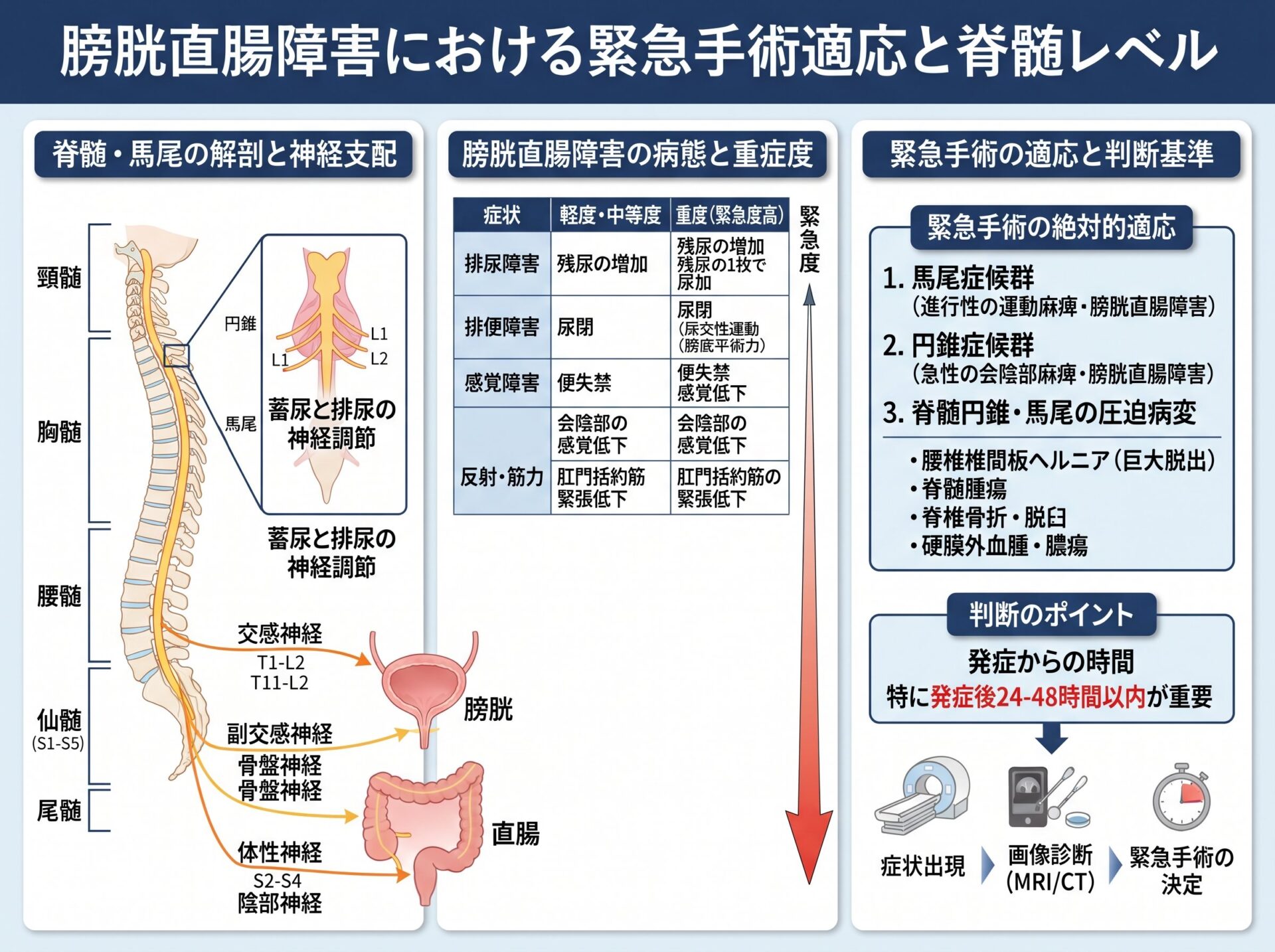 膀胱直腸障害における緊急手術適応と脊髄レベル