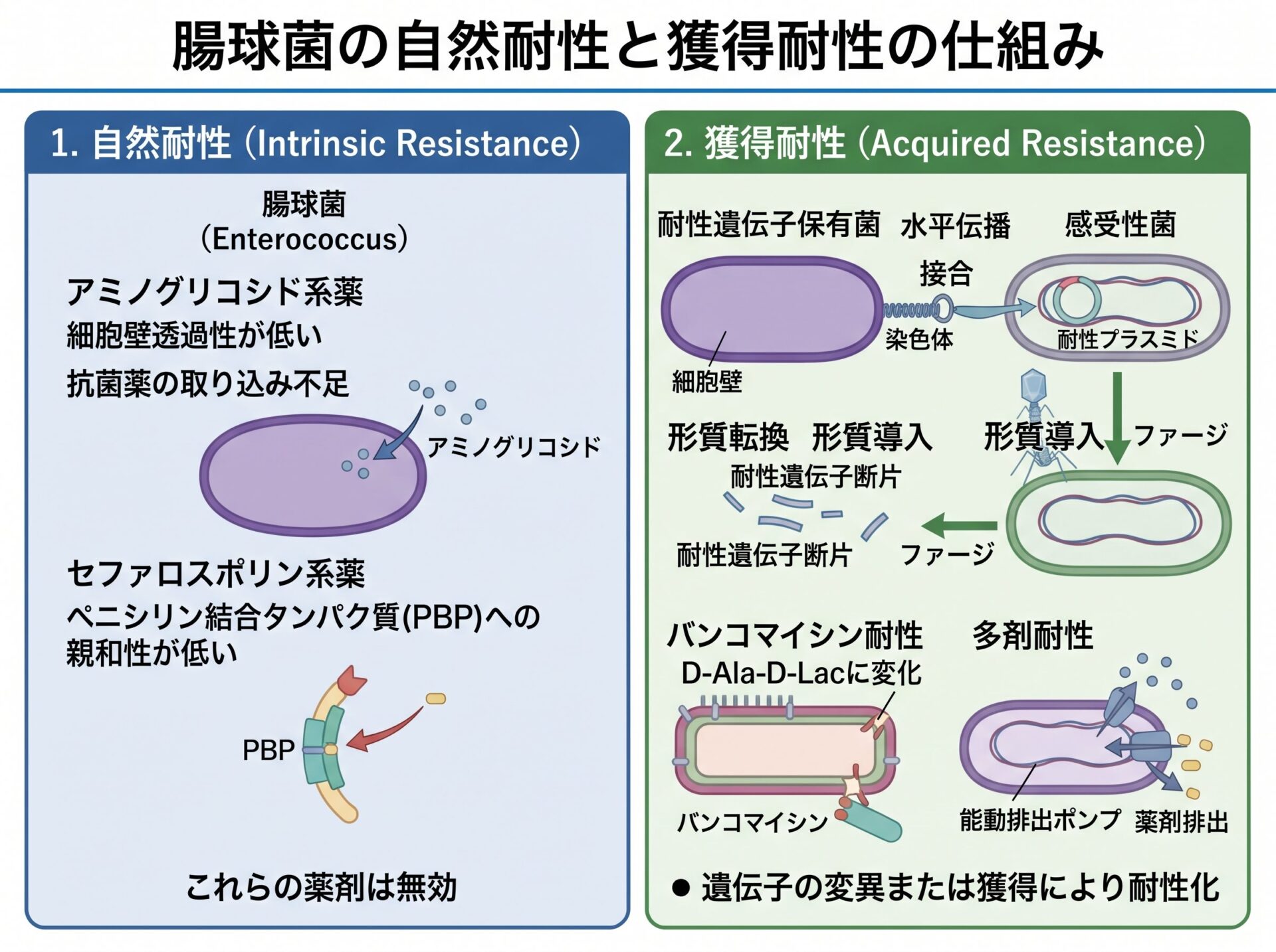 腸球菌の自然耐性と獲得耐性の仕組み