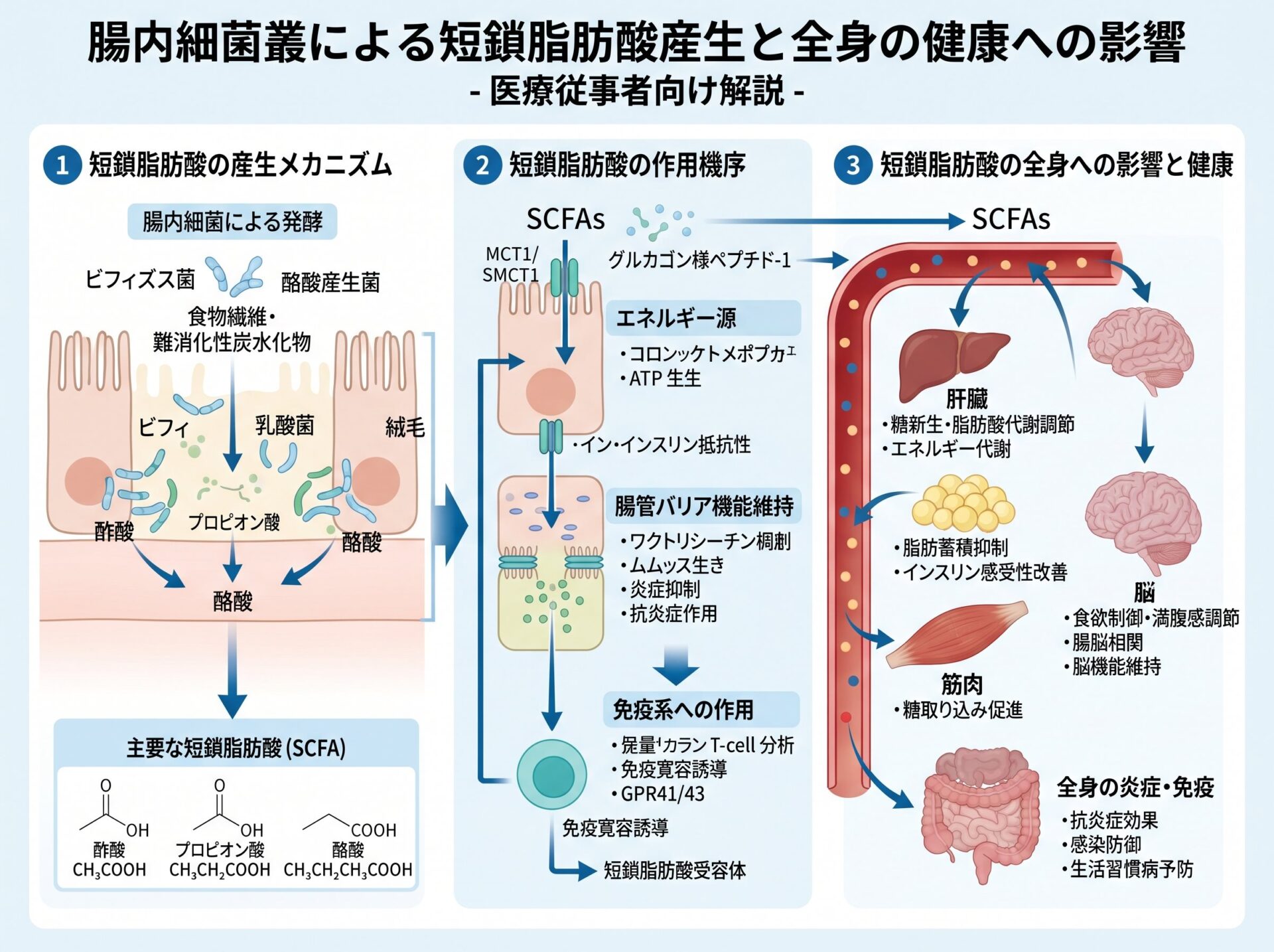 腸内細菌の短鎖脂肪酸産生と健康への影響