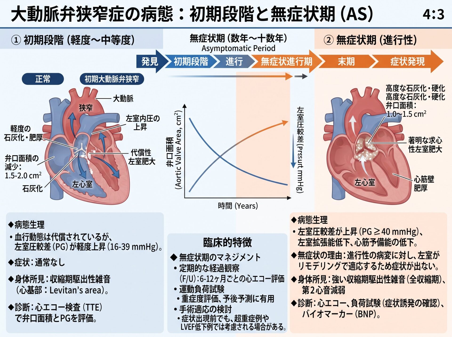 大動脈弁狭窄症の初期段階と無症状期