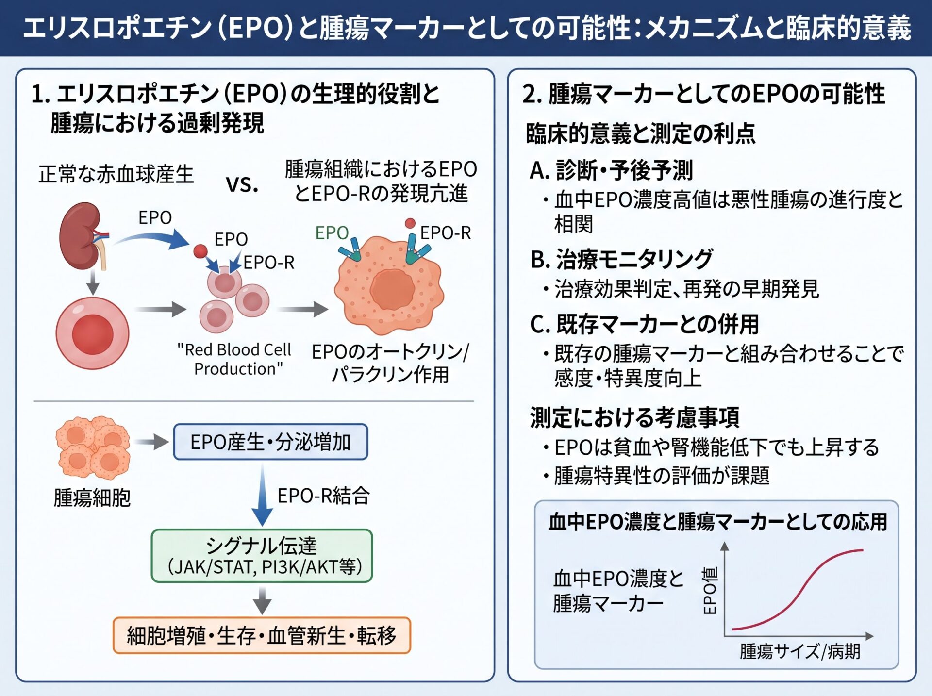 エリスロポエチンと腫瘍マーカーとしての可能性