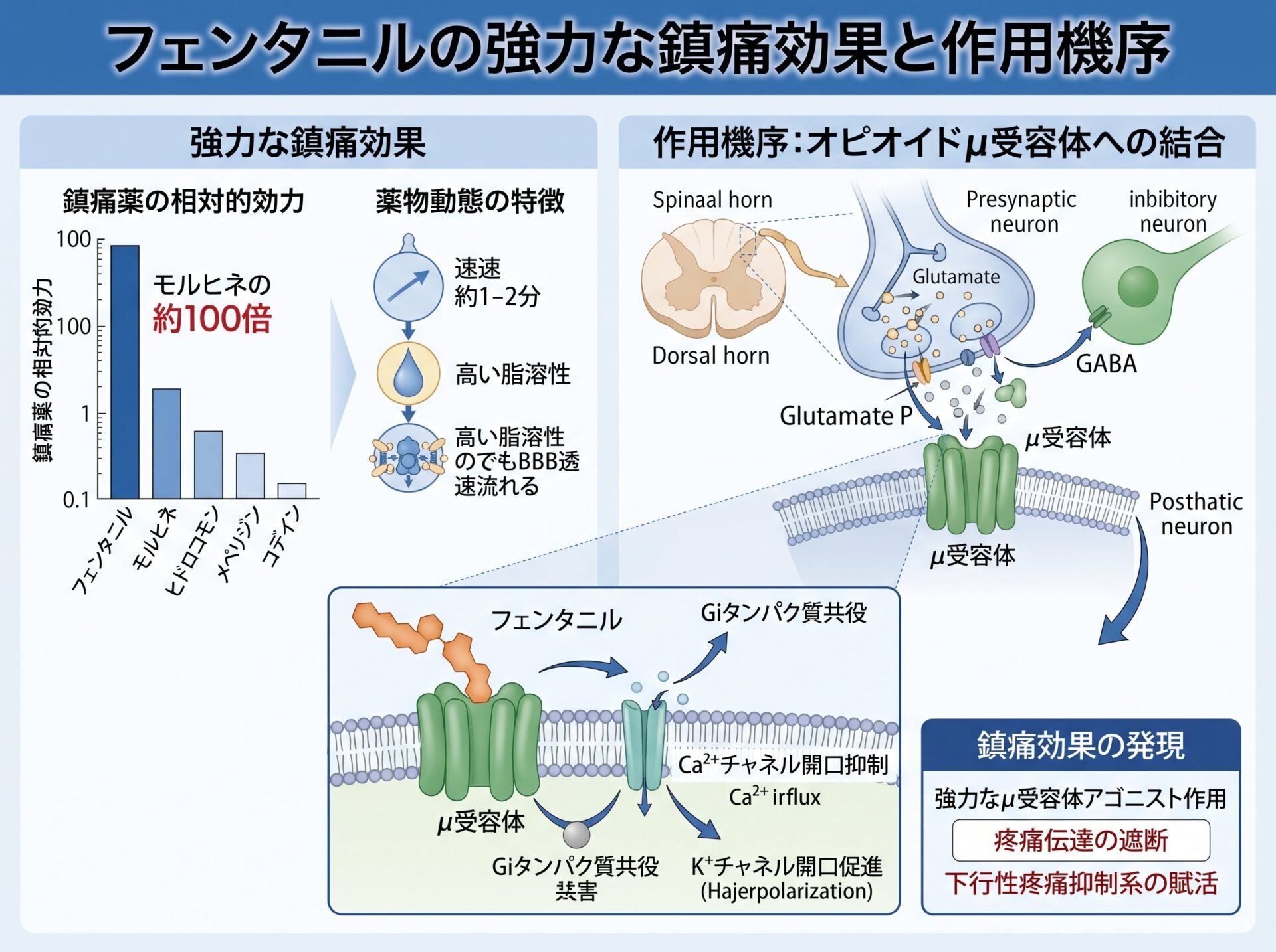 フェンタニルの強力な鎮痛効果と作用機序