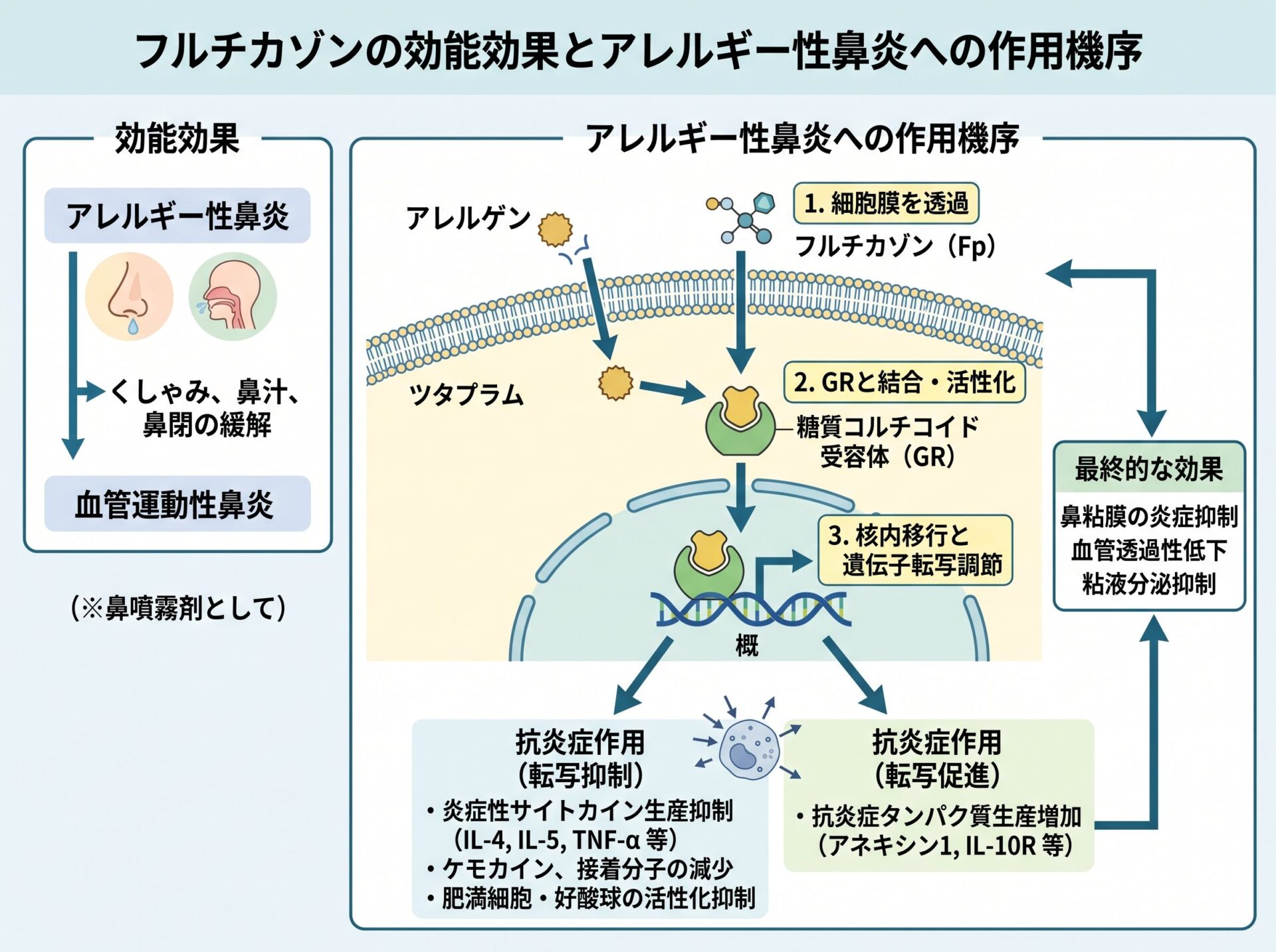 フルチカゾンの効能効果とアレルギー性鼻炎への作用機序