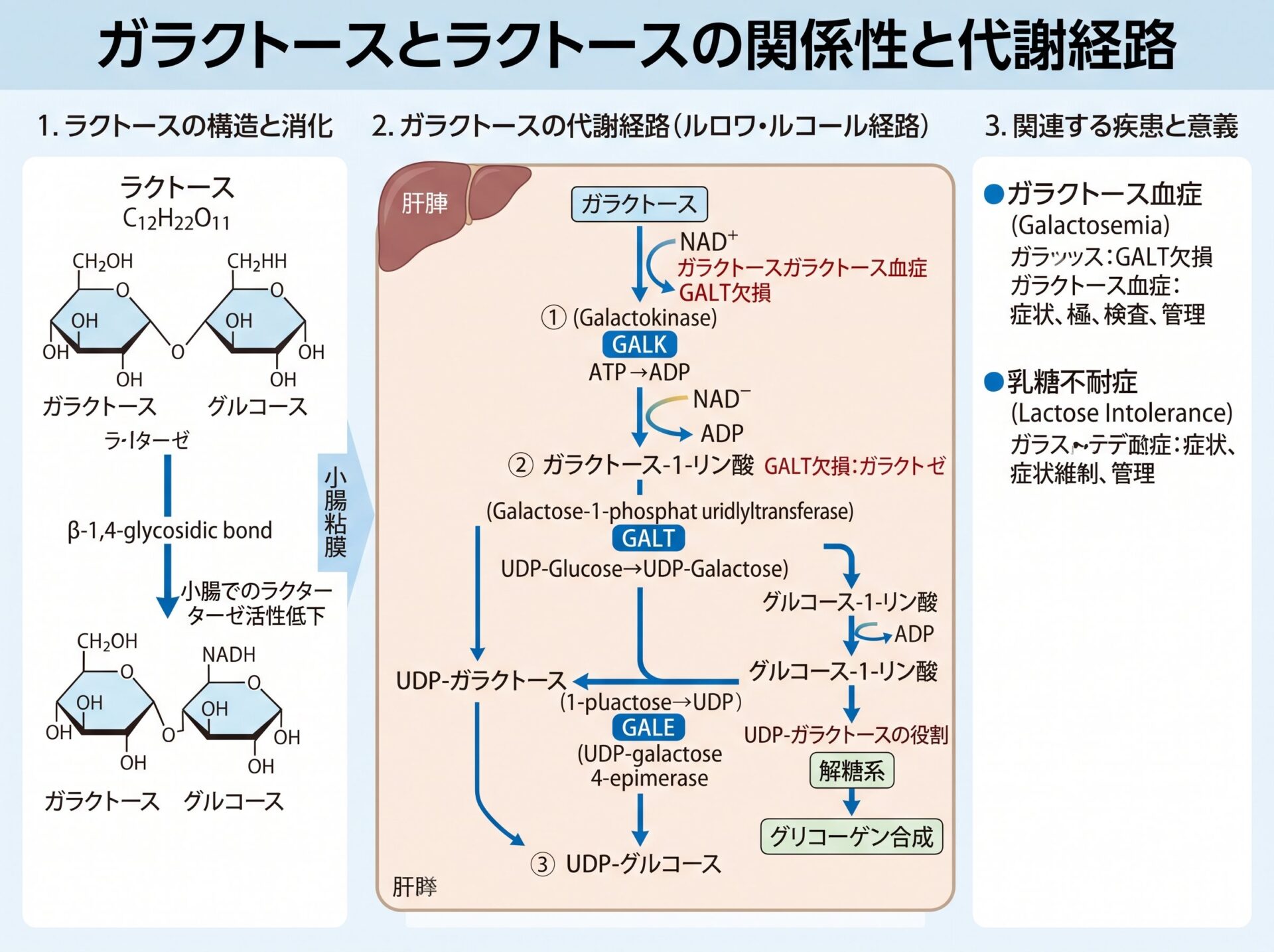 ガラクトースとラクトースの関係性と代謝経路