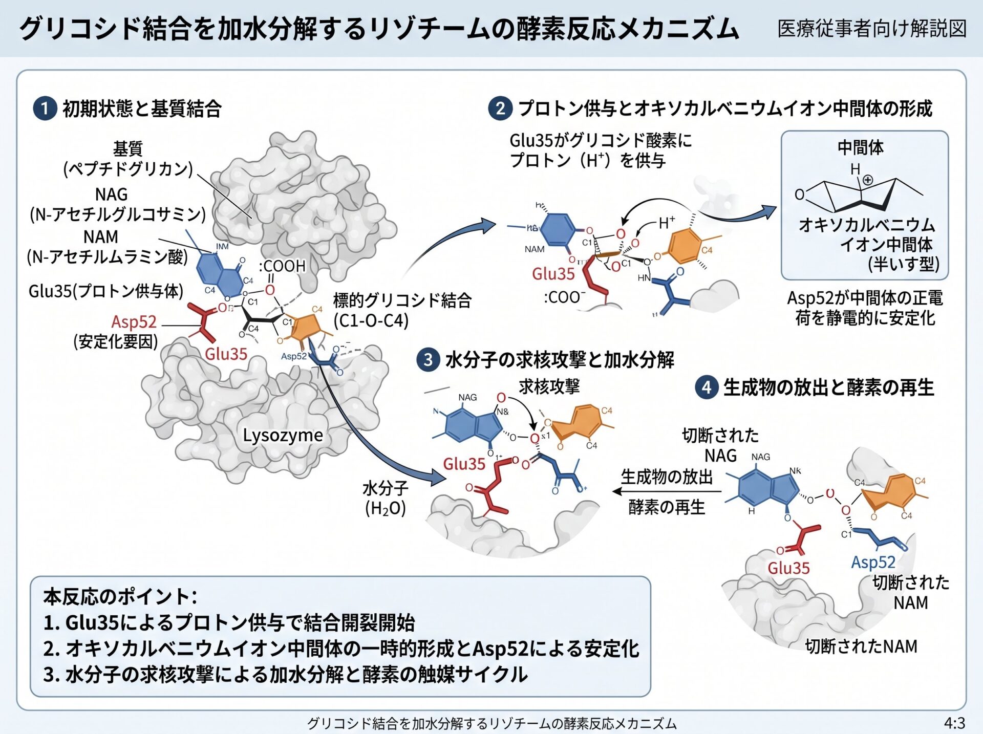 グリコシド結合を切断する酵素反応メカニズム