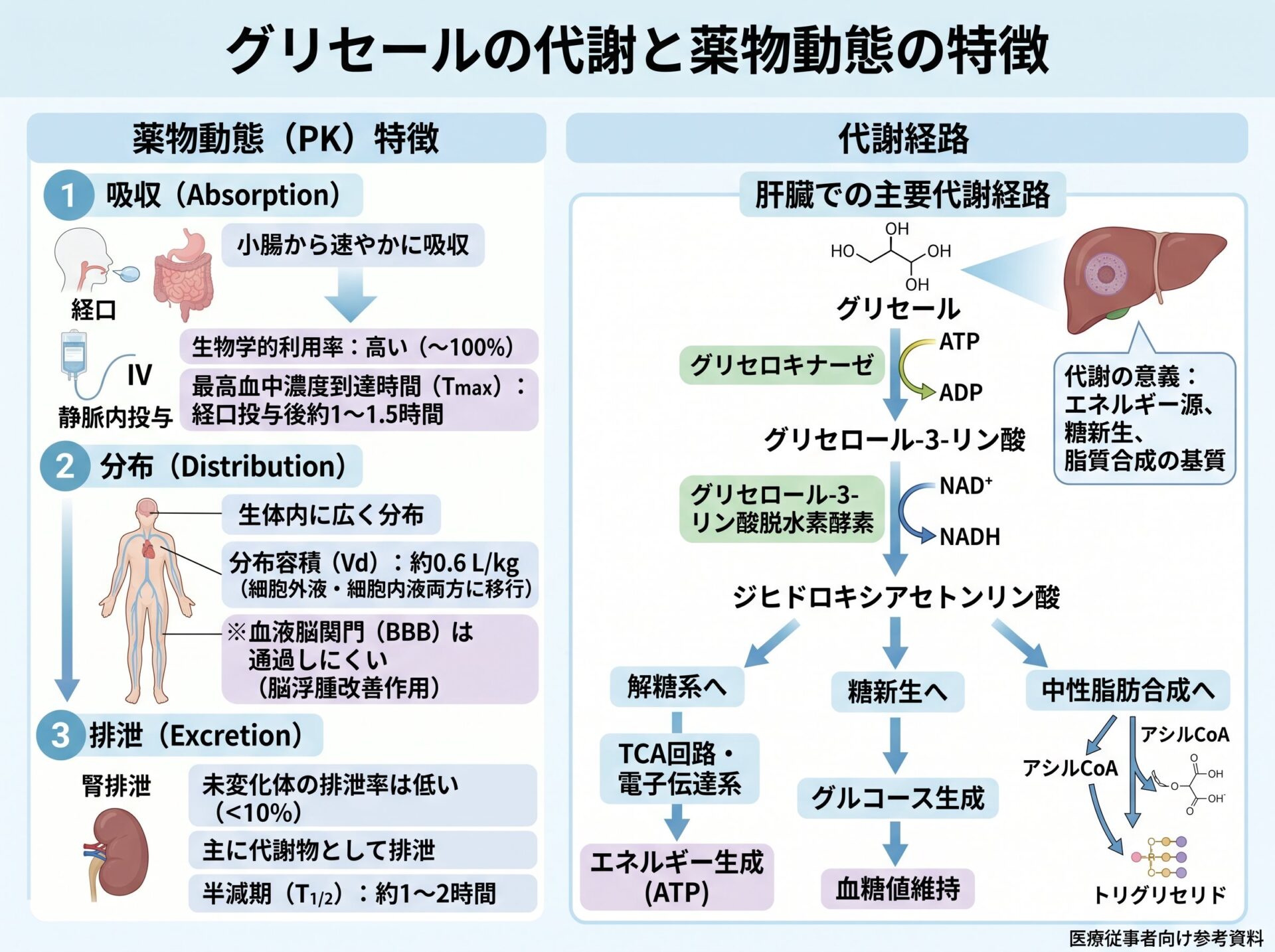 グリセオールの代謝と薬物動態の特徴