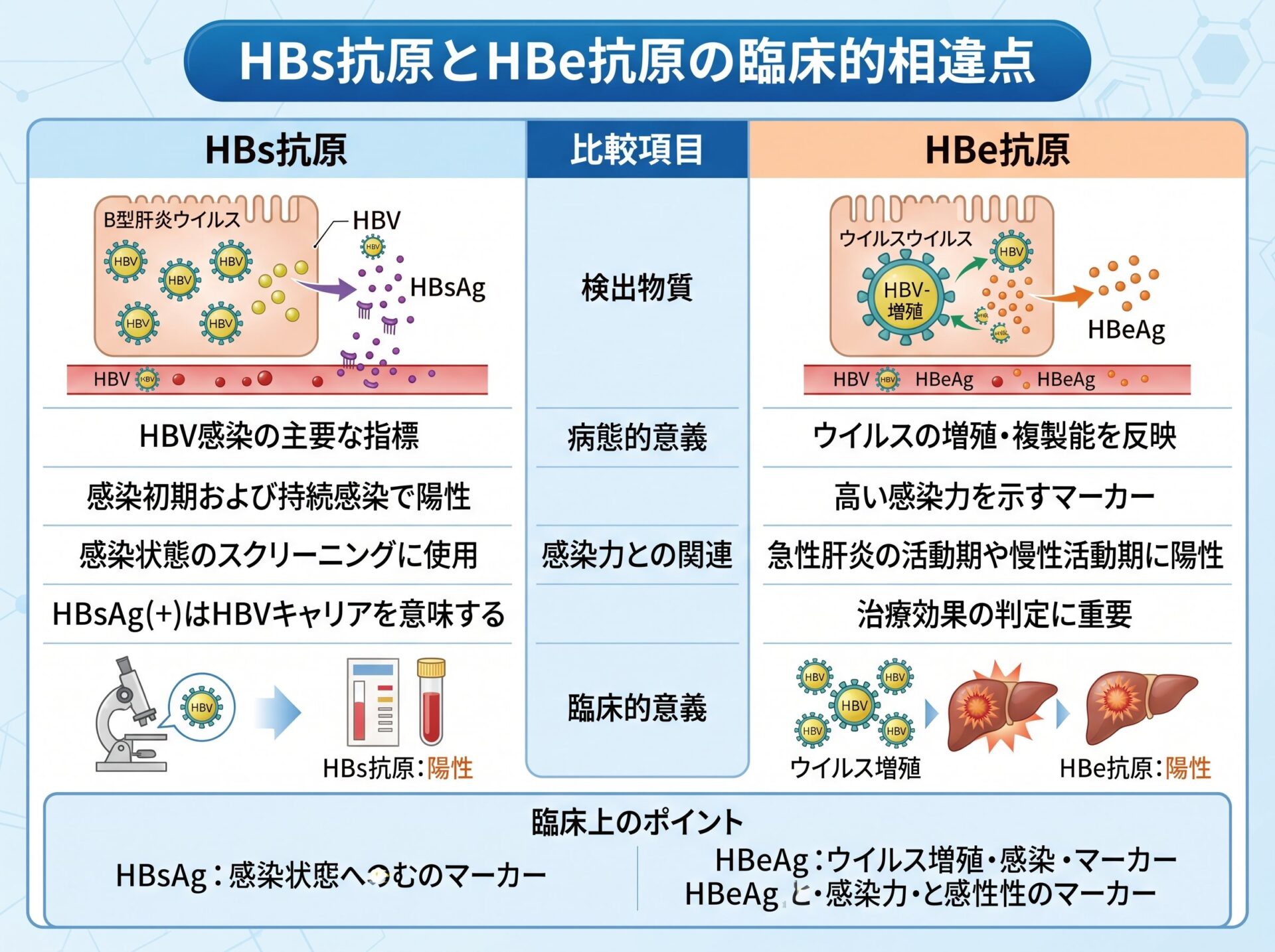 HBs抗原とHBe抗原の臨床的相違点