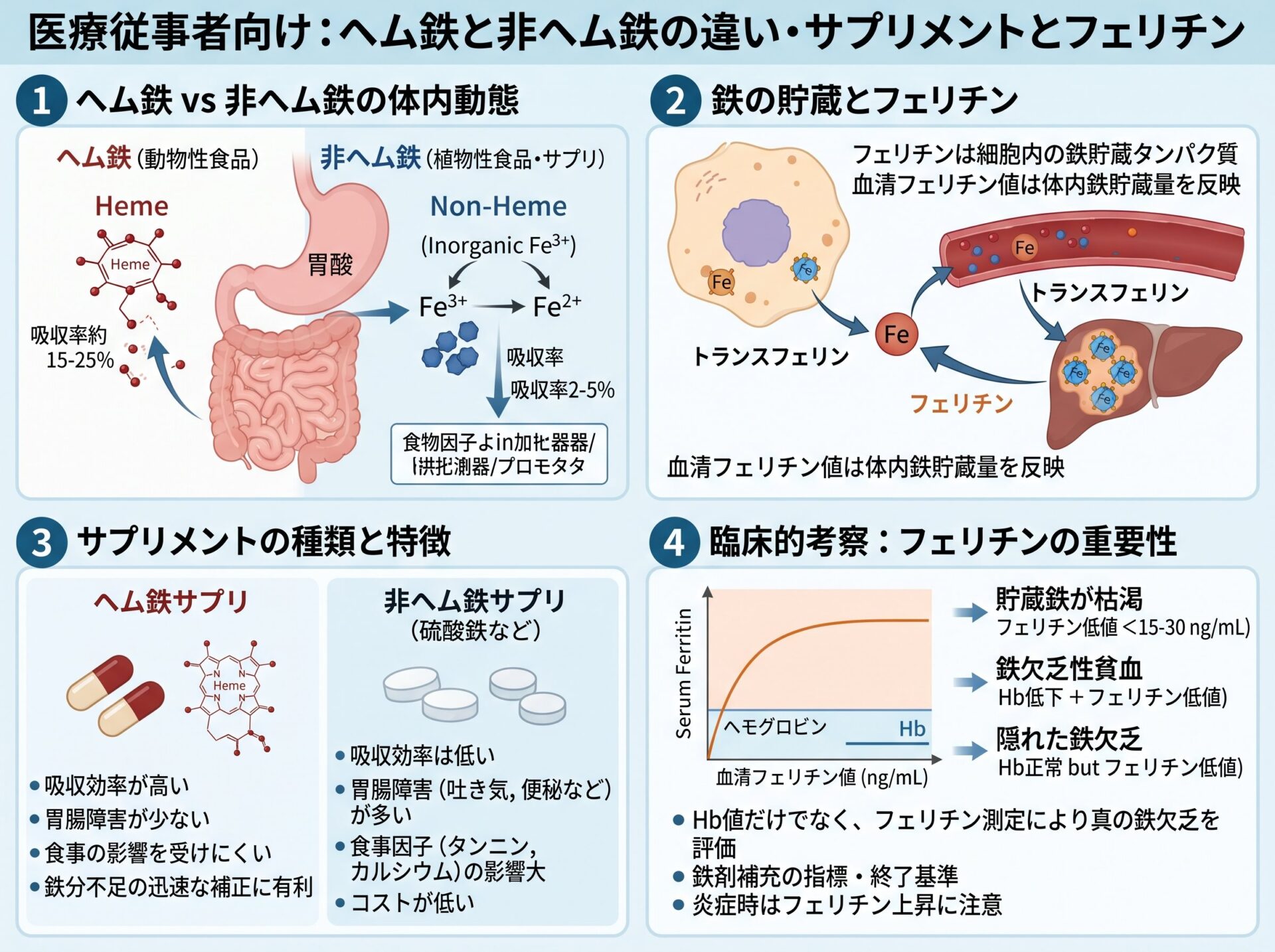 ヘム鉄と鉄の違い サプリとフェリチン