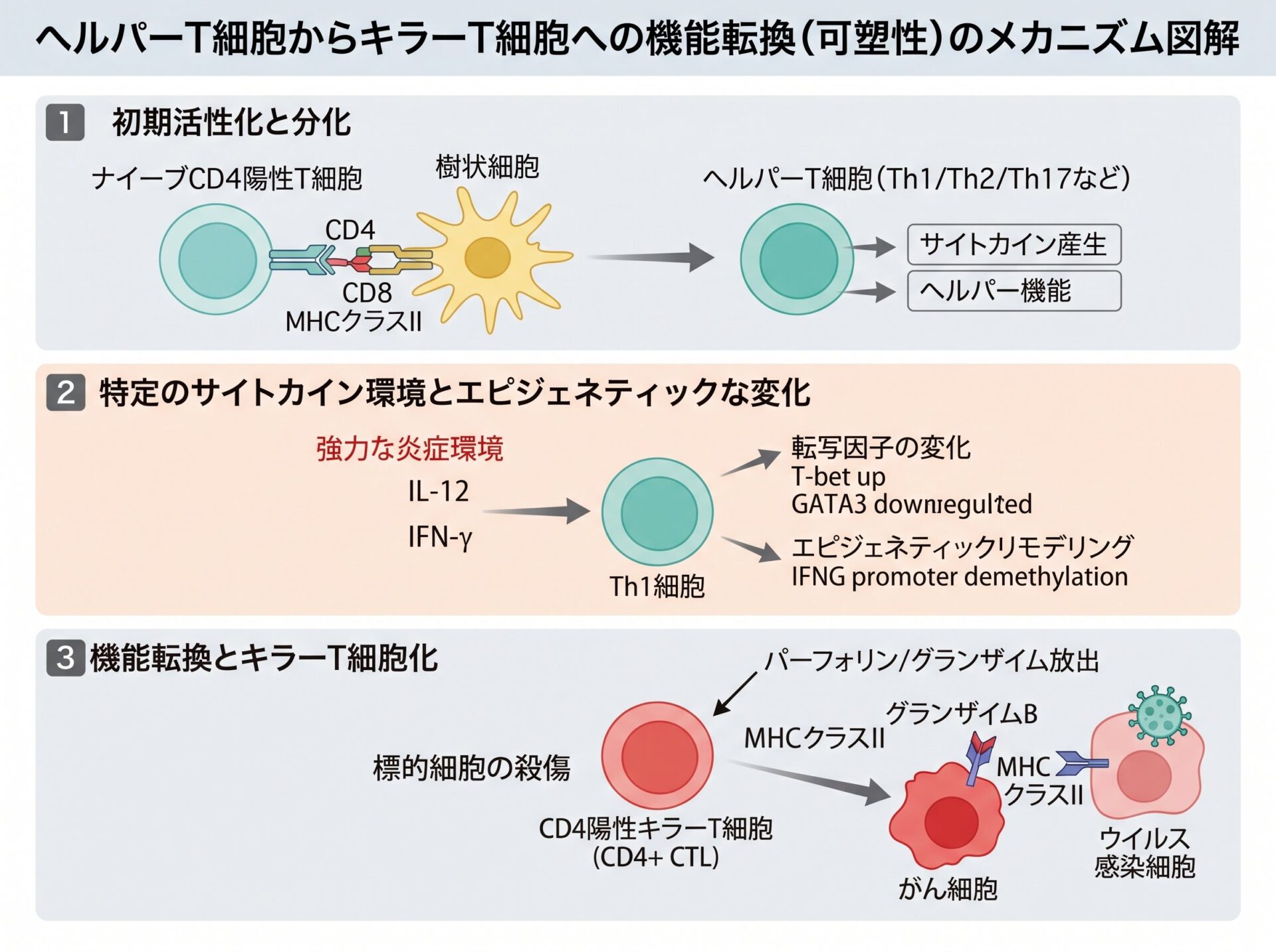 ヘルパーT細胞からキラーT細胞への機能転換