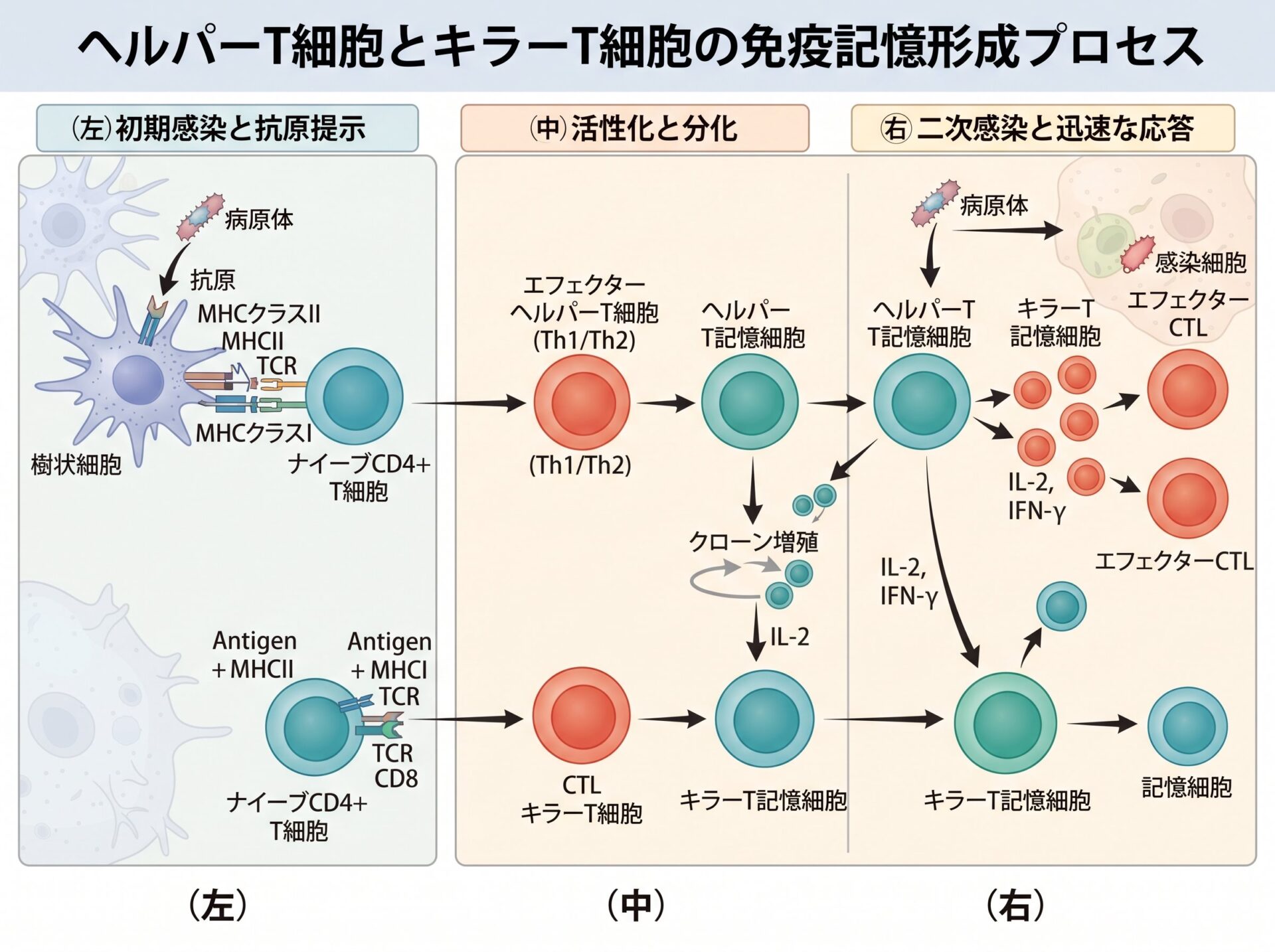 ヘルパーT細胞とキラーT細胞の記憶形成