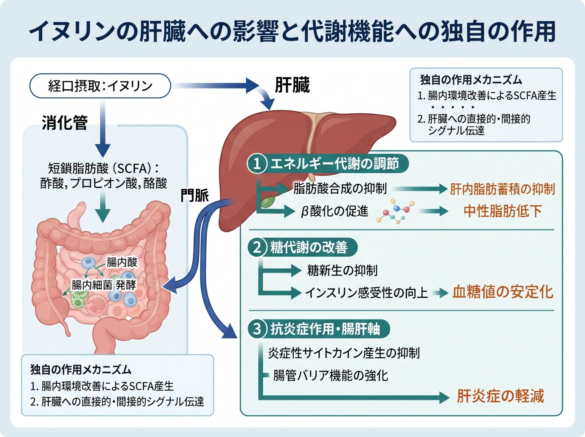 イヌリンの肝臓への影響と代謝機能への独自の作用