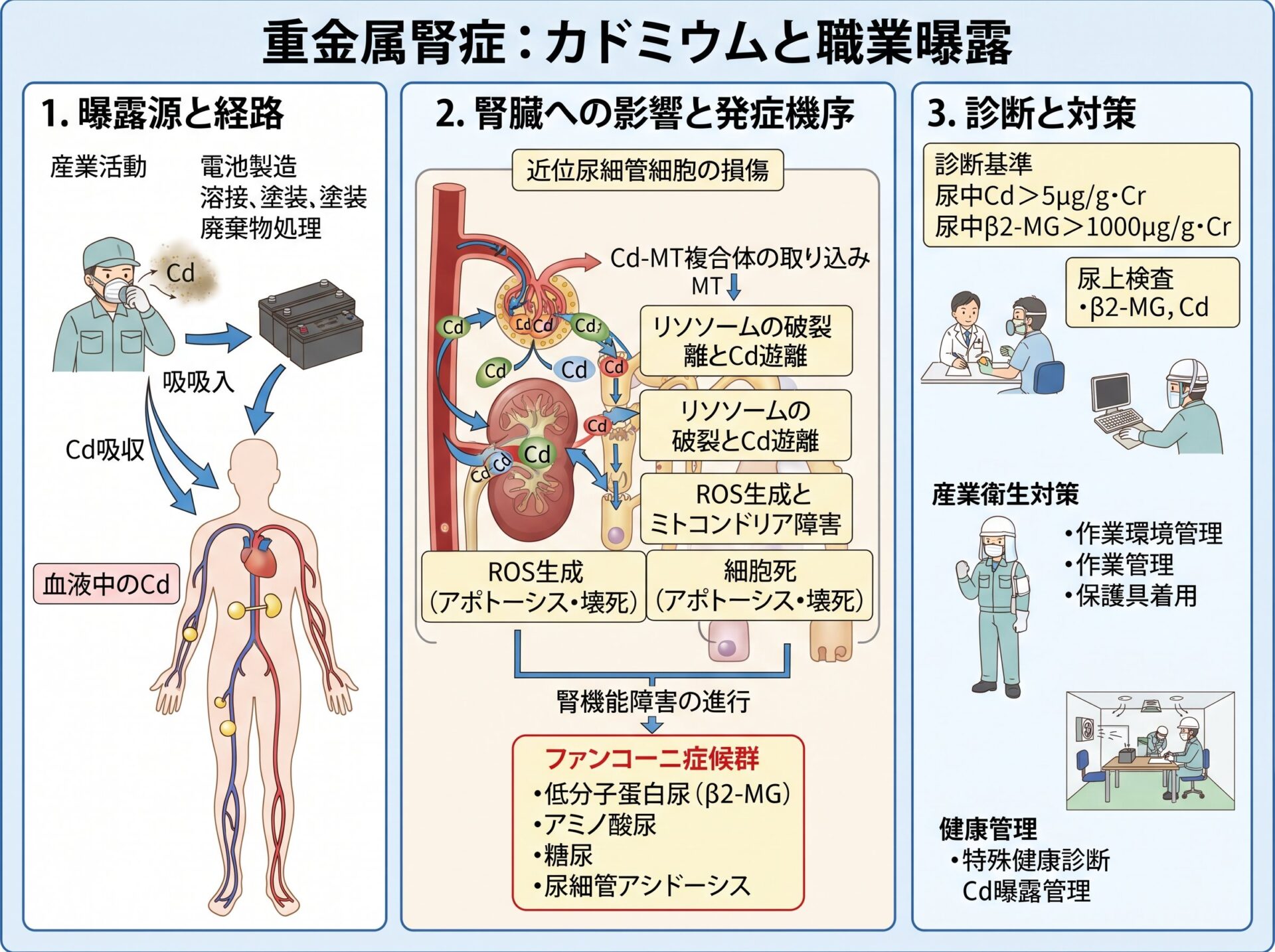 重金属腎症のカドミウムと職業曝露