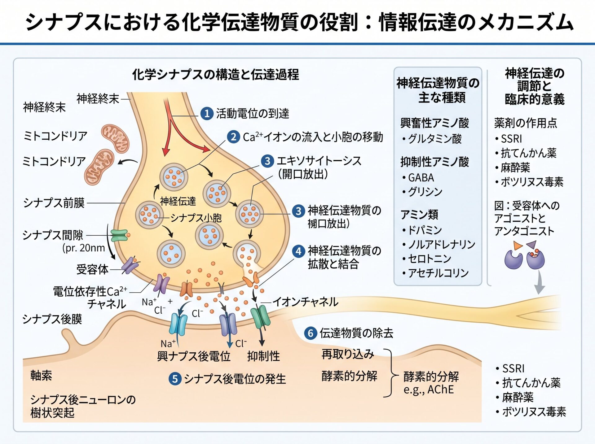 シナプスにおける化学伝達物質の役割