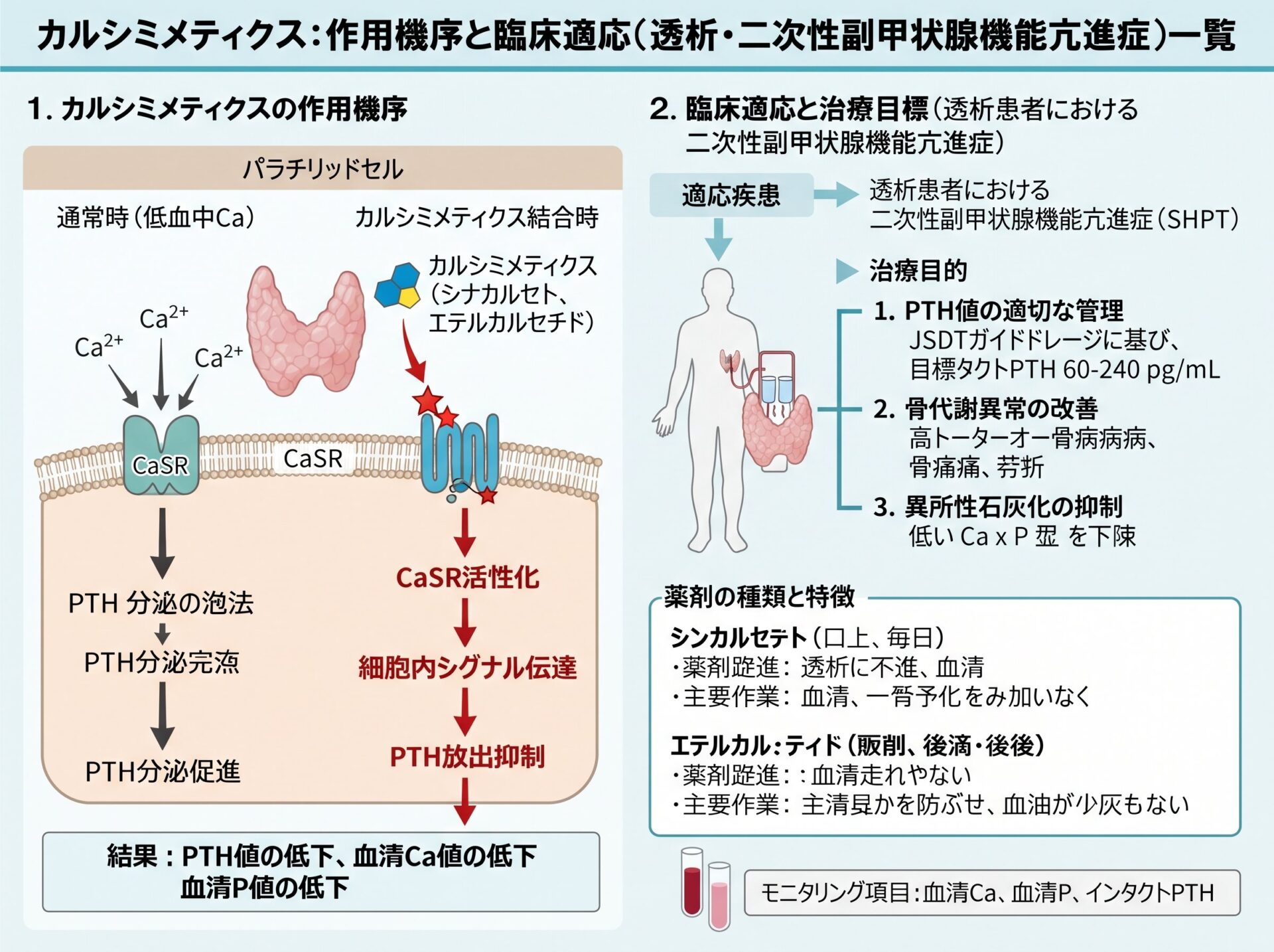 カルシミメティクス 一覧で確認する作用機序と適応(透析・二次性副甲状腺機能亢進症)