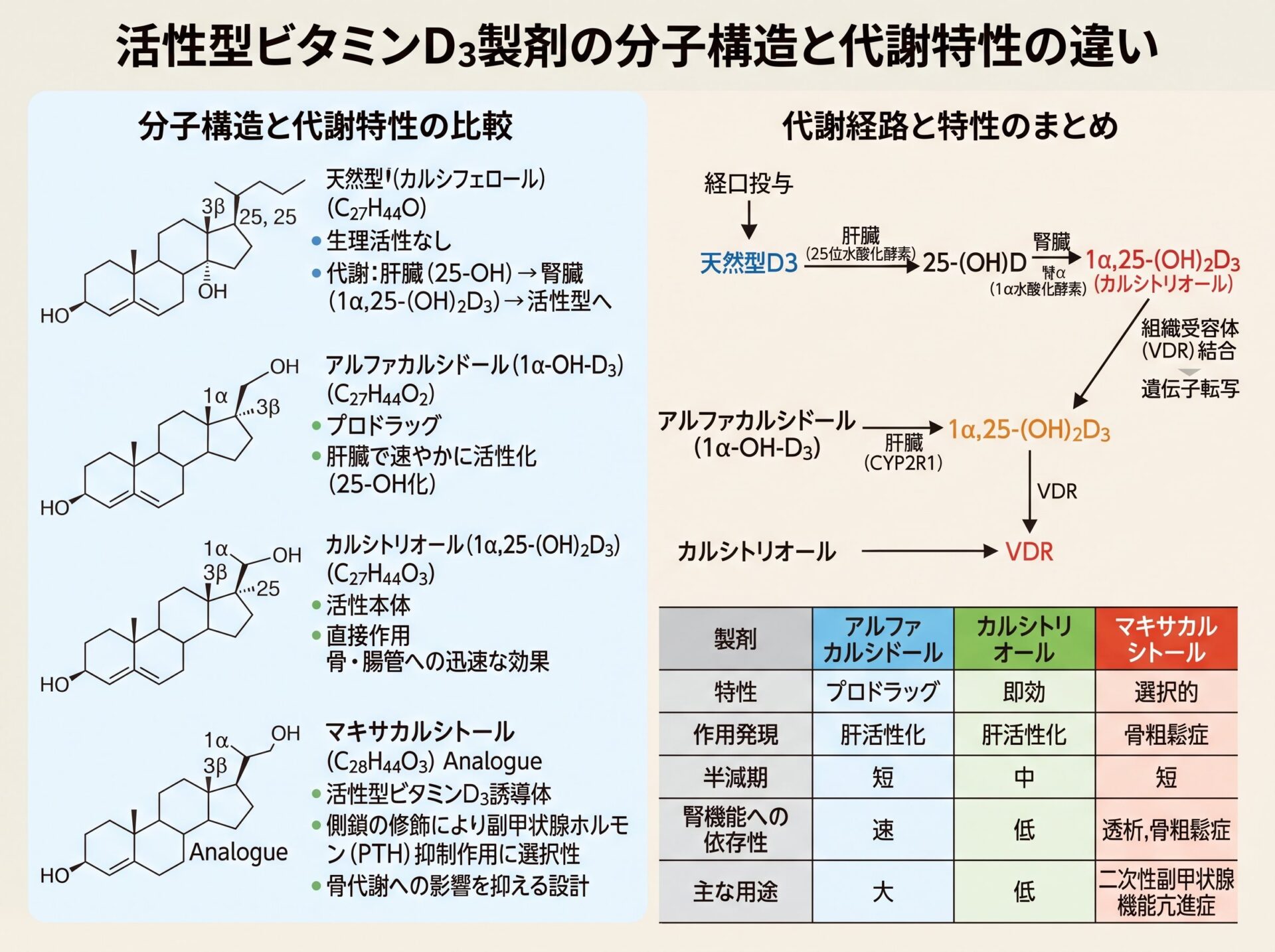 活性型ビタミンD3製剤の分子構造と代謝特性の違い