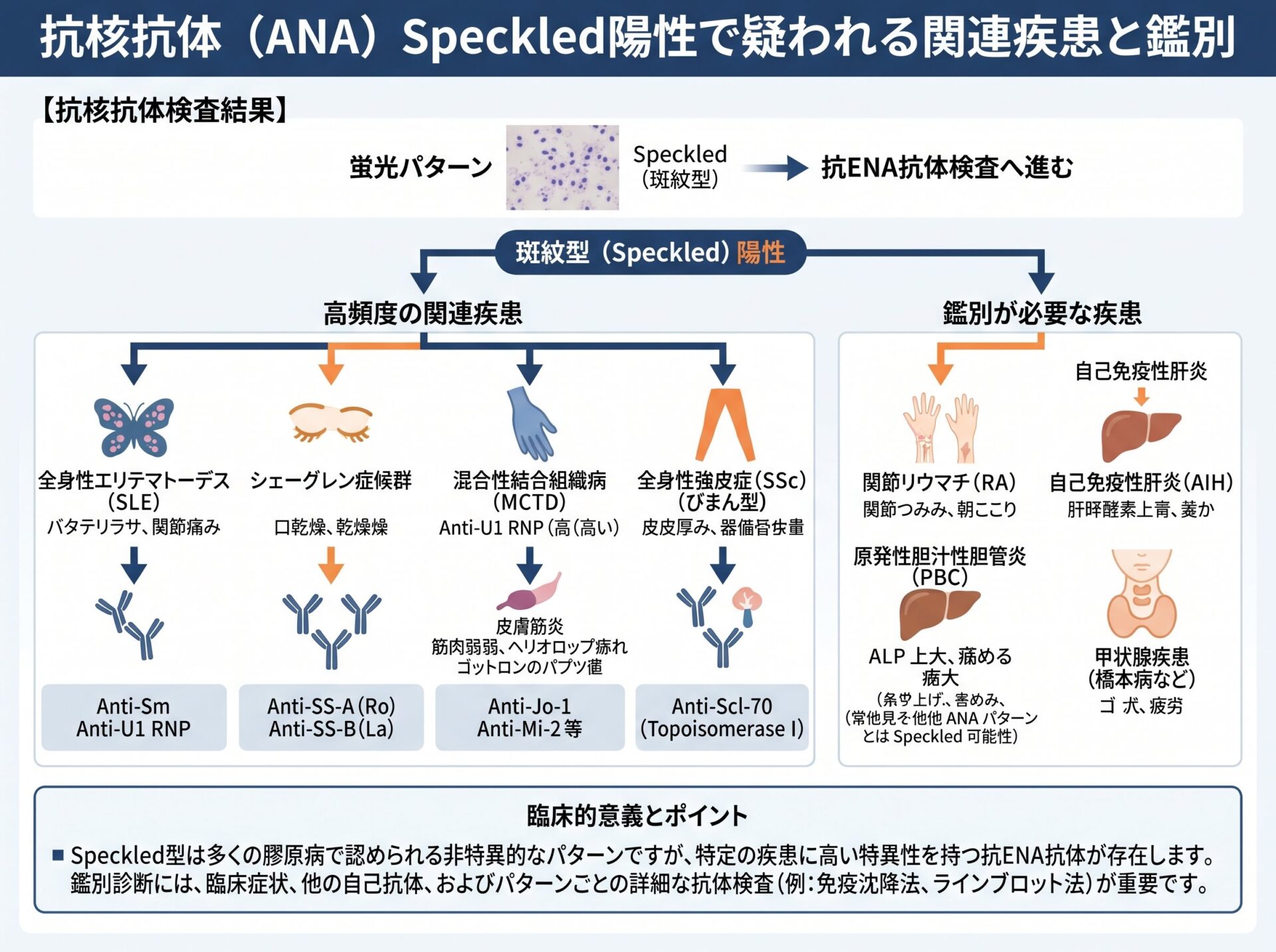 抗核抗体 speckled陽性で疑われる関連疾患と鑑別