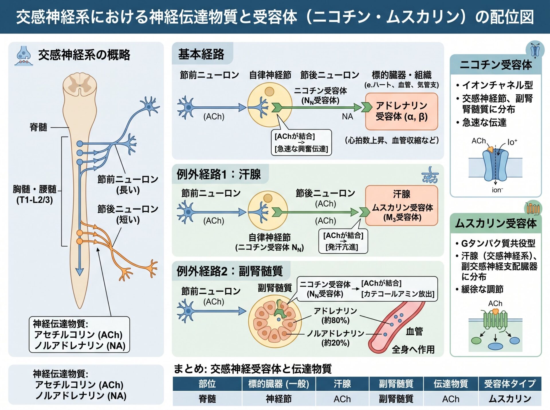 交感神経の神経伝達物質 ニコチン受容体とムスカリン受容体の位置づけ