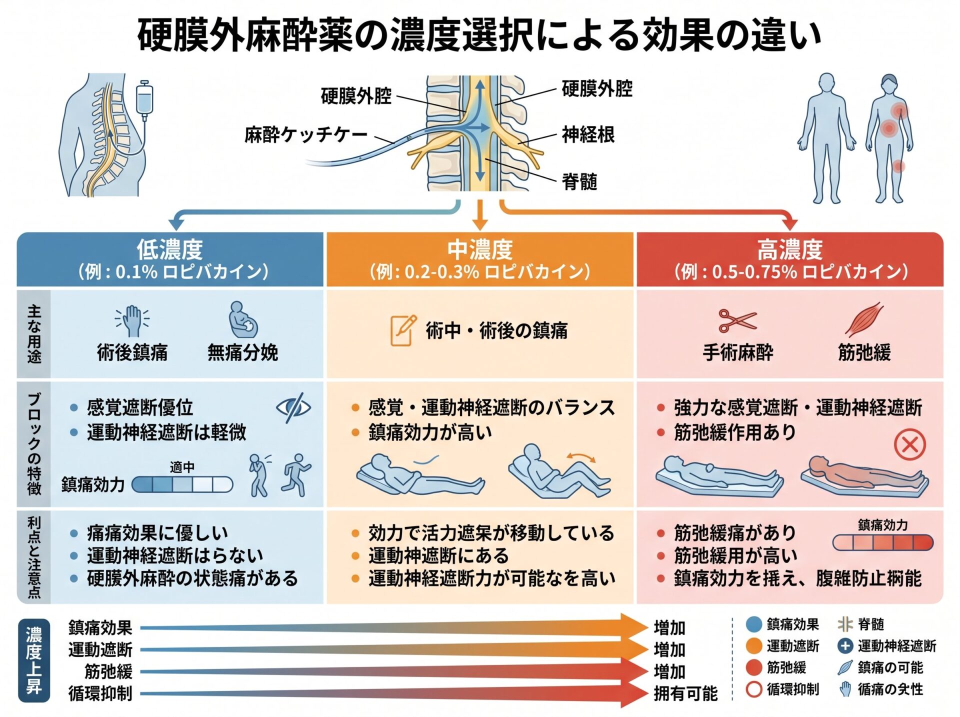 硬膜外麻酔薬の濃度選択による効果の違い