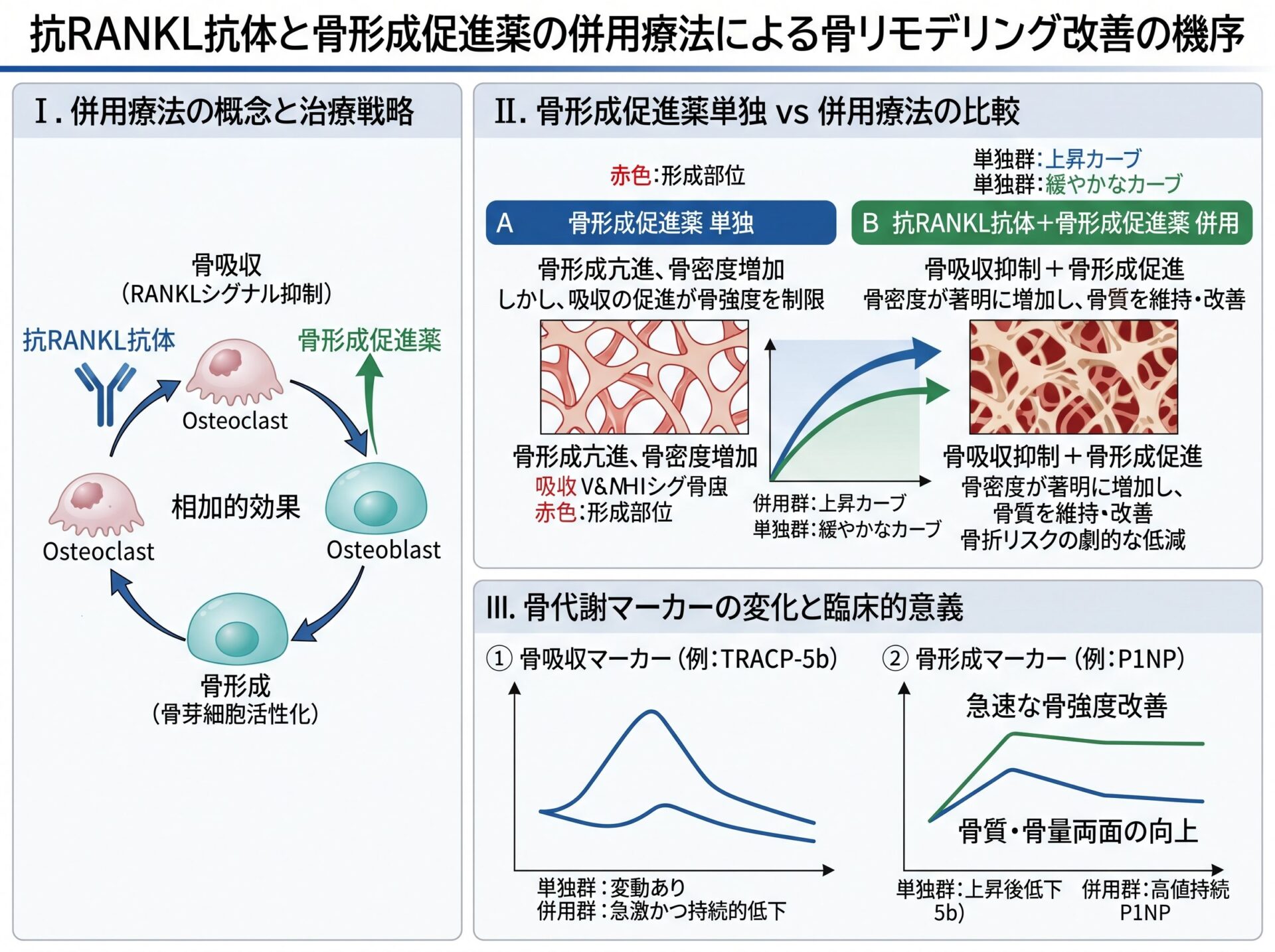 抗RANKL抗体と骨形成促進薬の併用療法