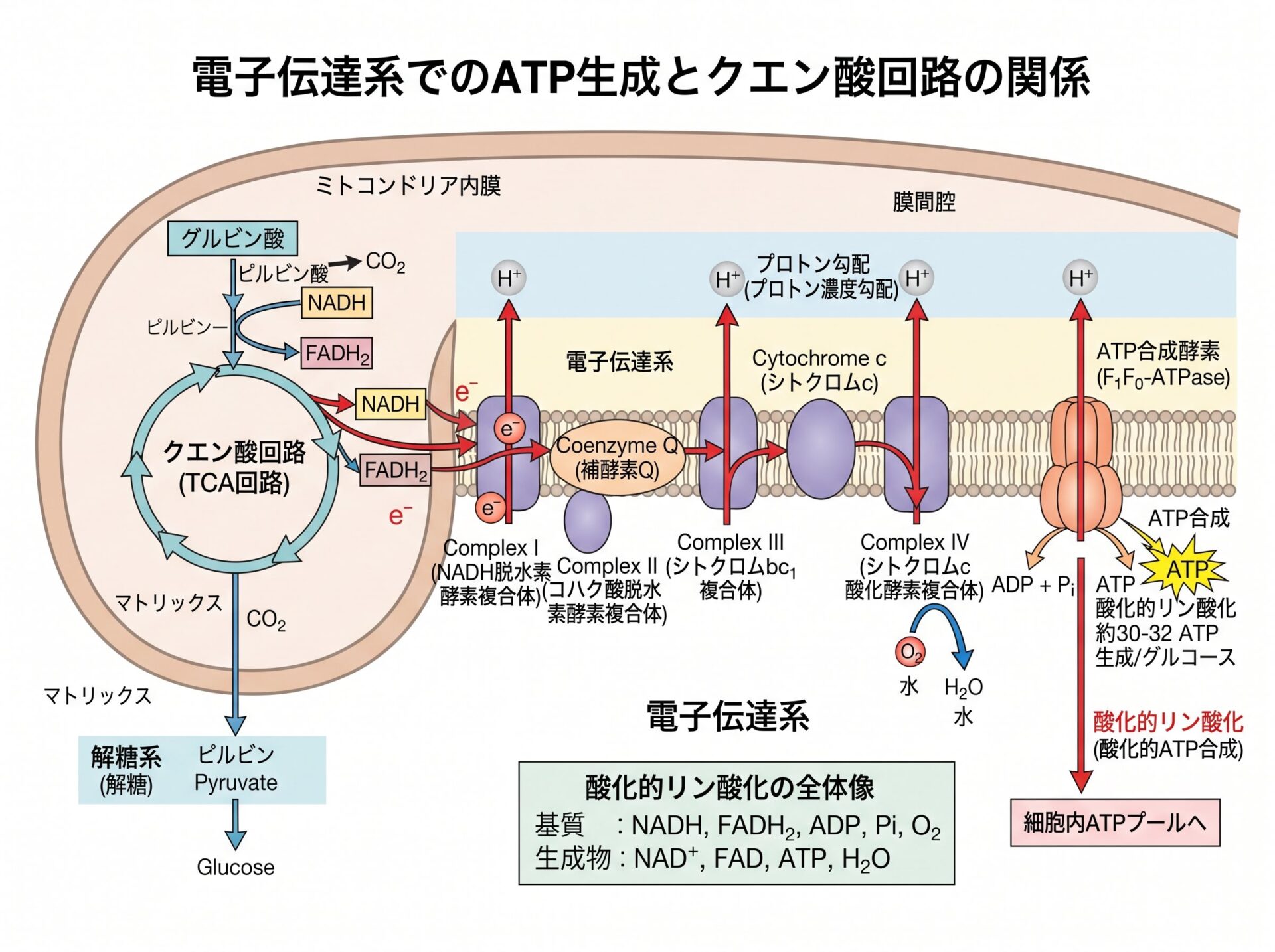 電子伝達系でのATP生成とクエン酸回路の関係