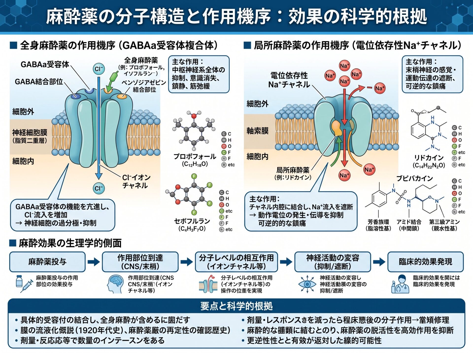 麻酔薬の分子構造と作用機序:効果の科学的根拠