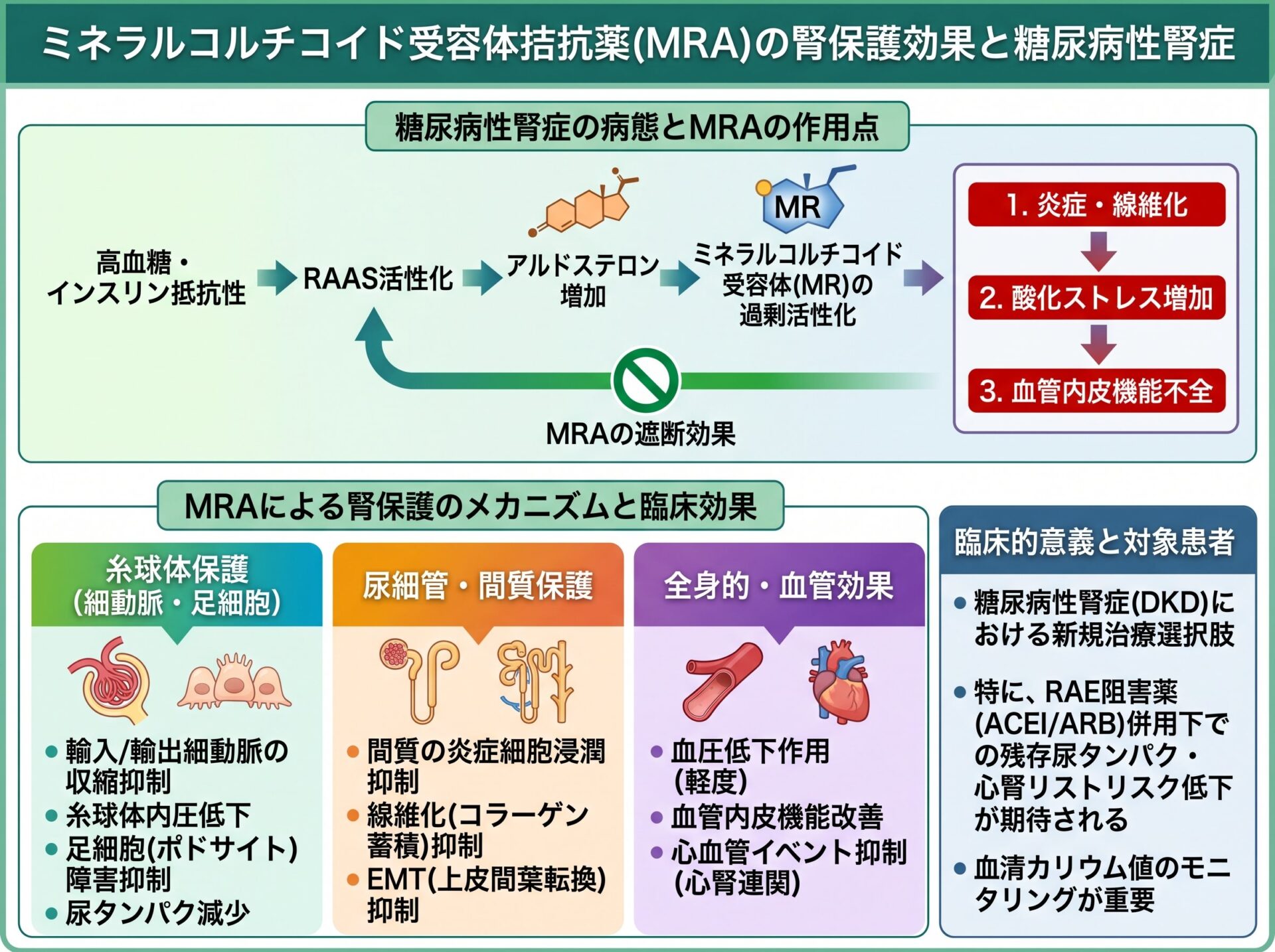 ミネラルコルチコイド受容体拮抗薬の腎保護効果と糖尿病性腎症
