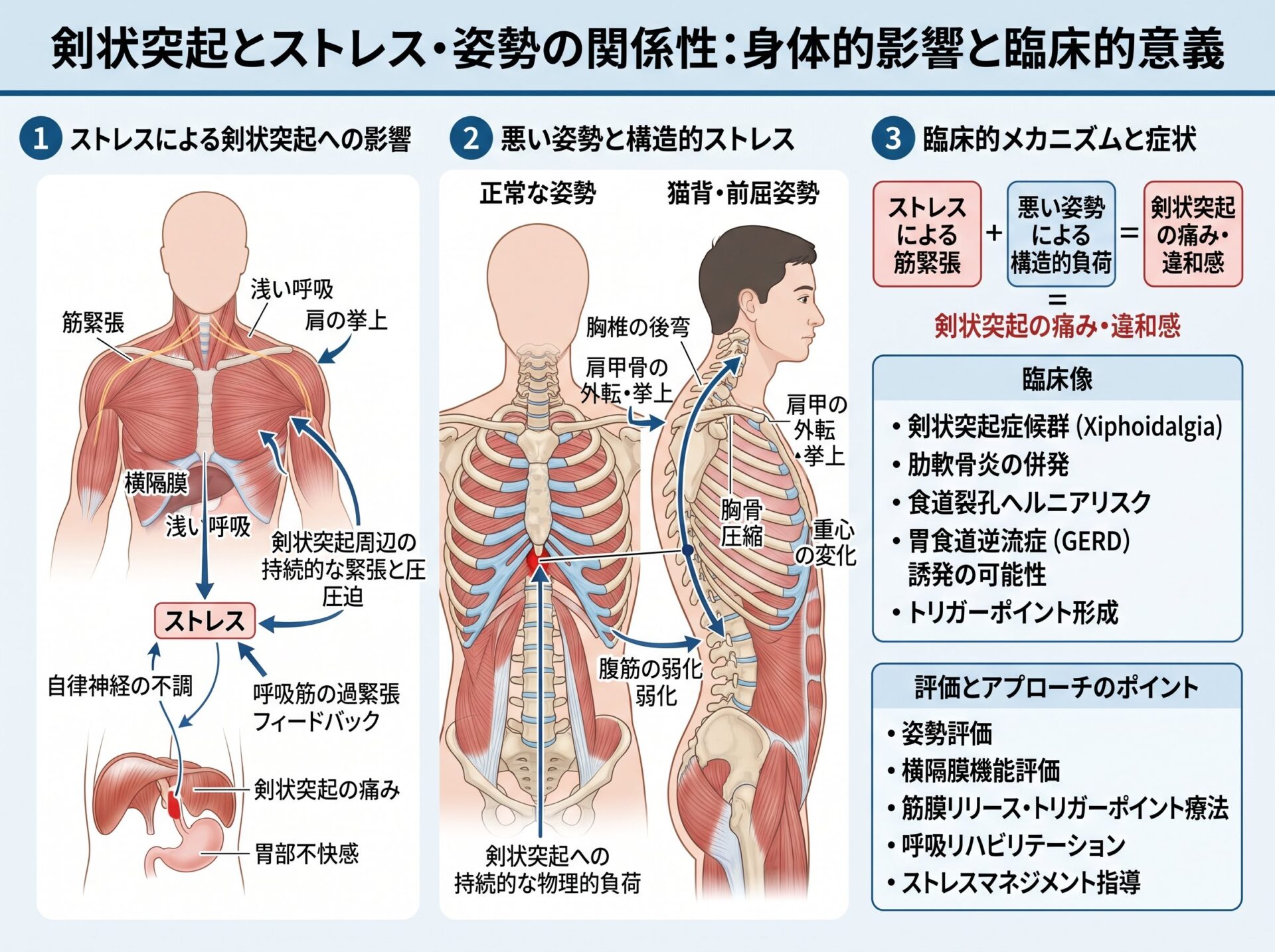 みぞおちの剣状突起とストレスや姿勢の関係性